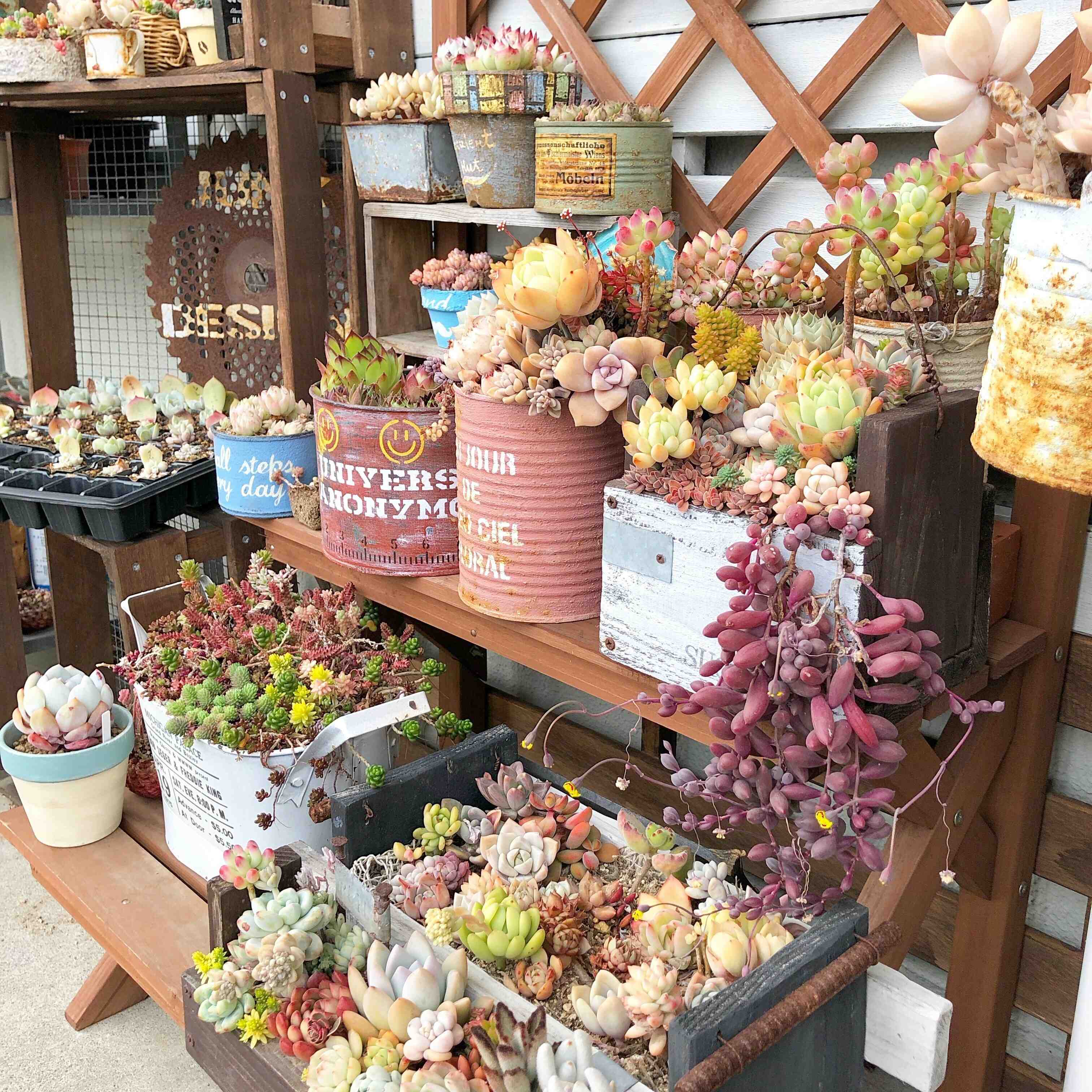 多肉植物 初心者 育て方