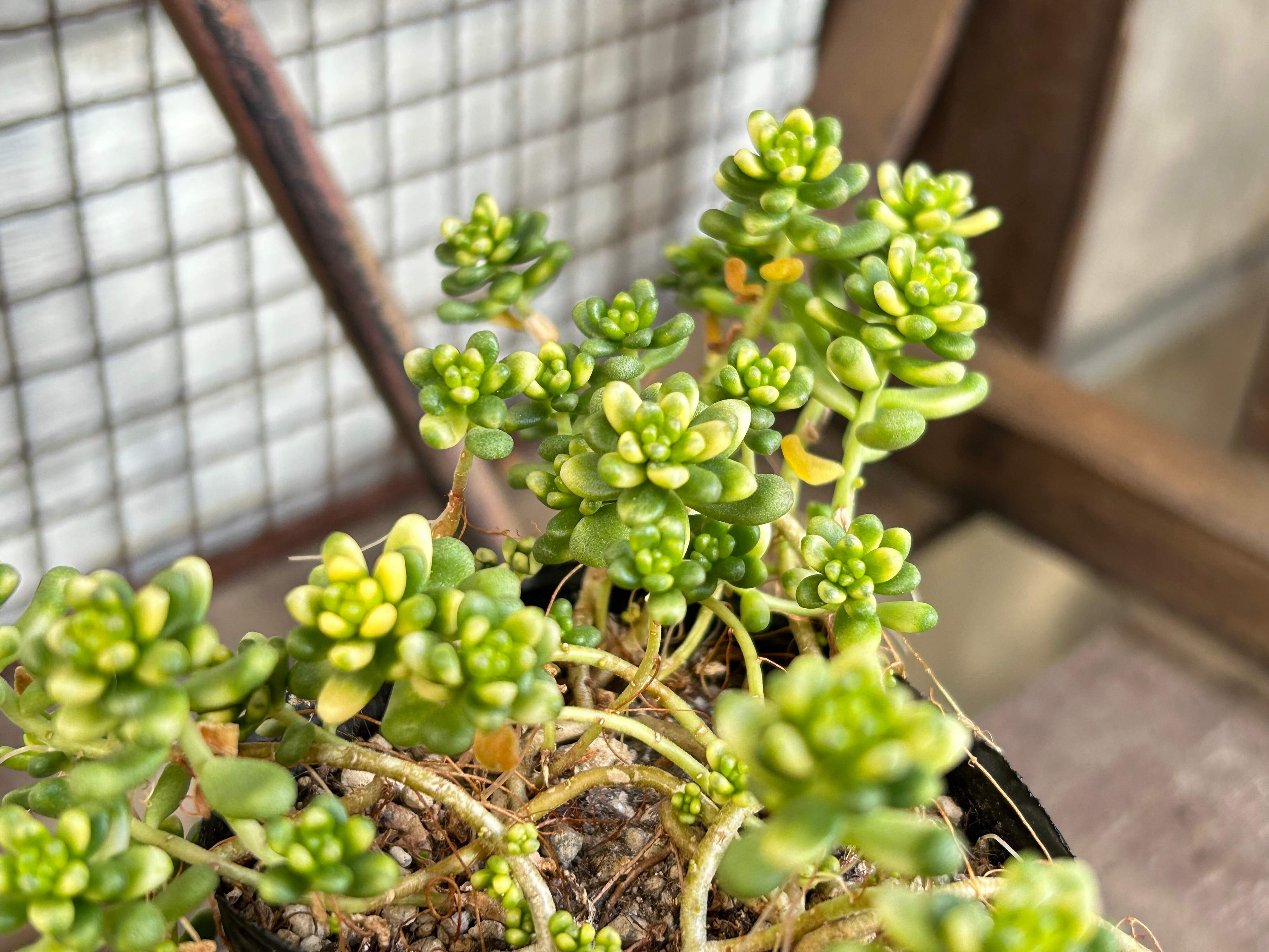 多肉植物 レア品種 斑入りタイトゴメ