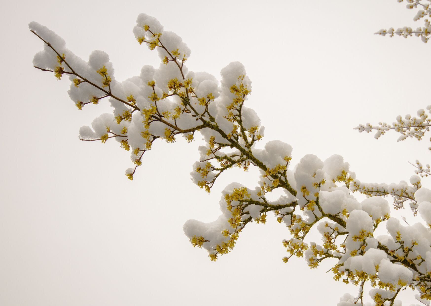 花が咲いた枝と雪