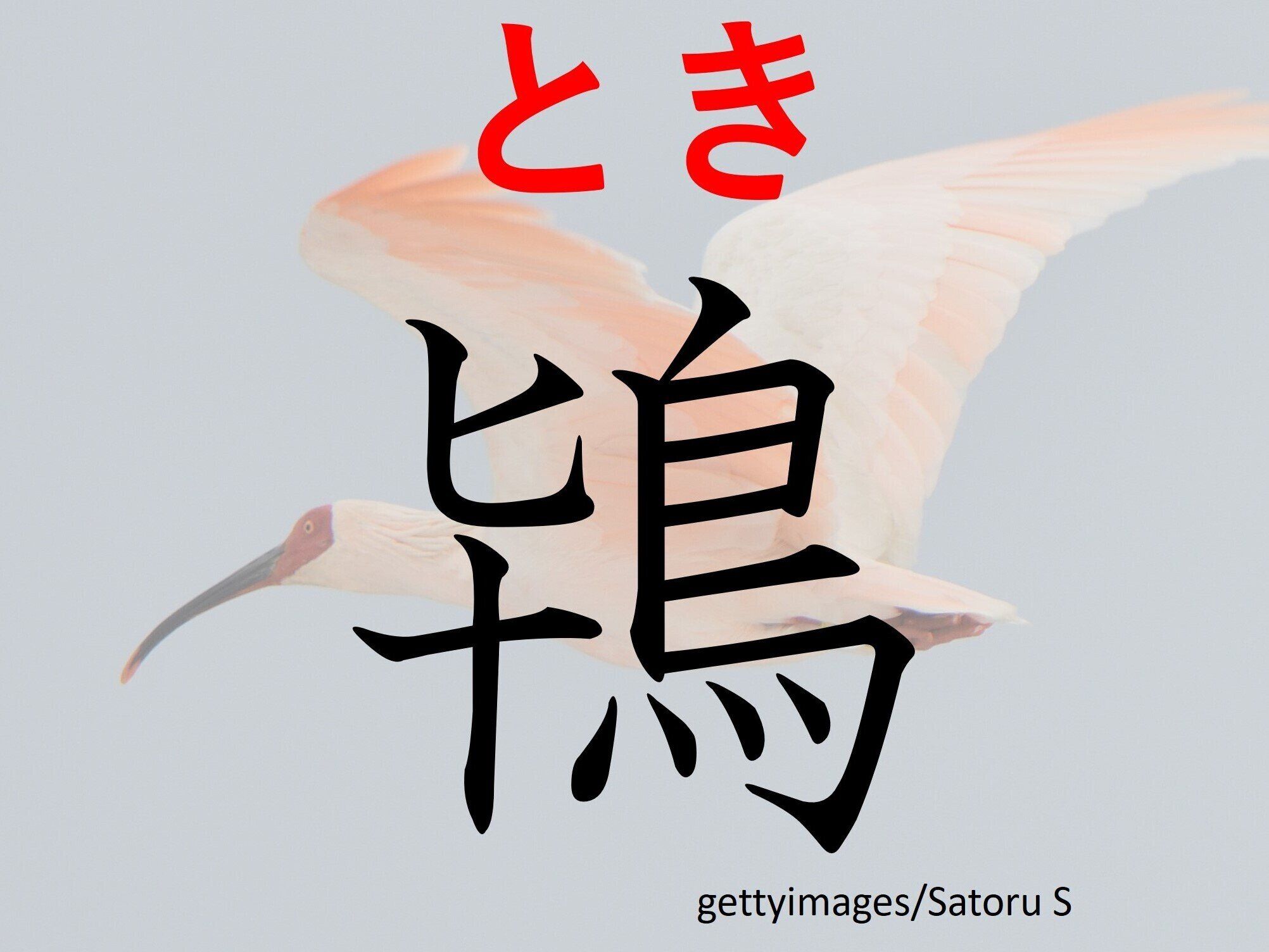 簡単には見られないけど日本の象徴？難読漢字「鴇」はなんて読む？