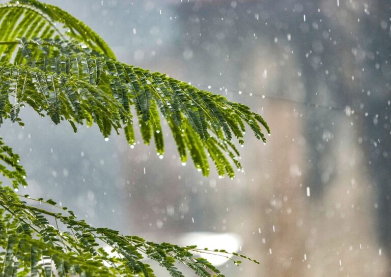 「梅雨入り」って誰がどうやって決めるの？梅雨になっても雨が降らないことがある!?気象予報士が解説