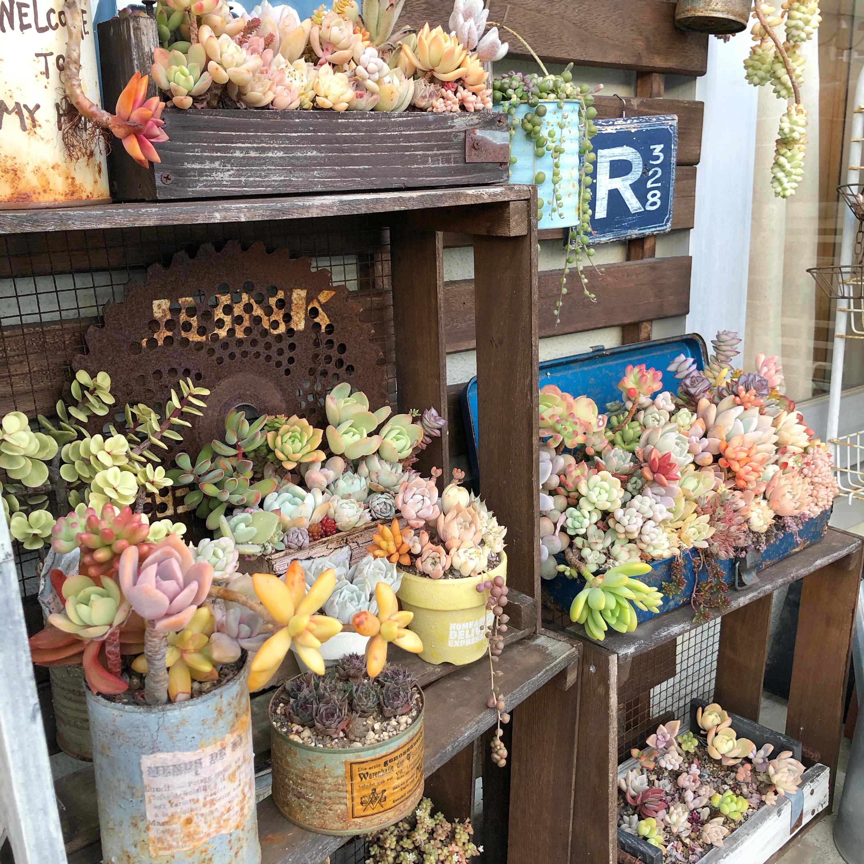 多肉植物 初心者 100均 セリア