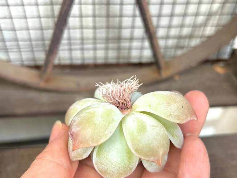 【多肉植物】多肉も韓流！コロンと丸いフォルムがかわいい「韓国苗」の秘密