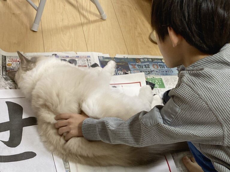 宿題をやり遂げたい小3息子と遊んでほしいネコちゃんの譲れない戦い！1.8万人が熱い勝負を見守る