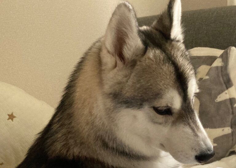 まるで聖母のようなまなざしで赤ちゃんを見守るハスキー犬。あたたかく優しい顔つきに2.9万人がほっこりなごむ