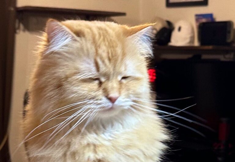 にゃんこがまるで、ほろ酔いのOL!?「強めの一杯ちょうだい」と聞こえてきそうな写真に8.6万件のいいね