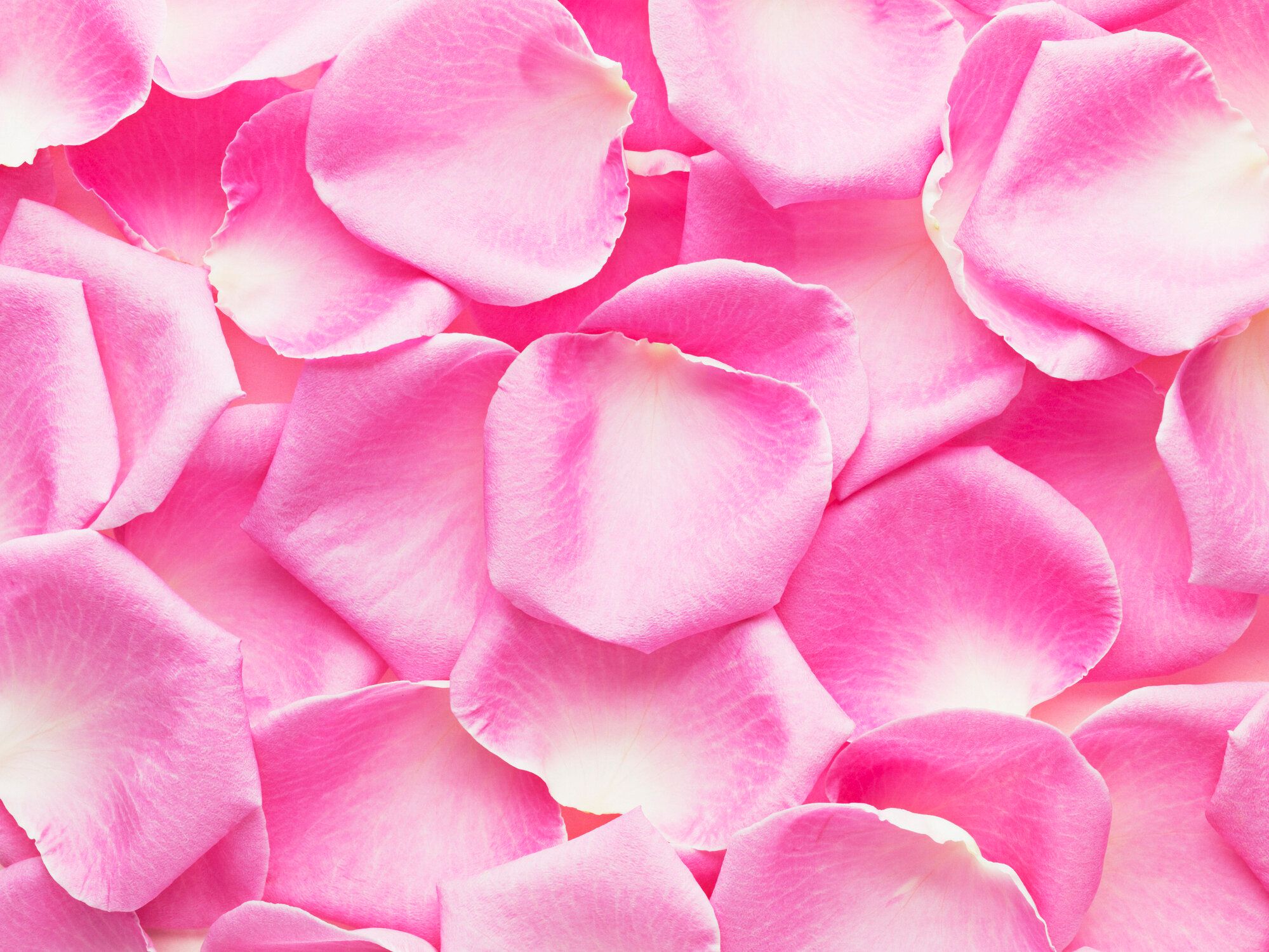 クローズアップなピンクのバラの花びら