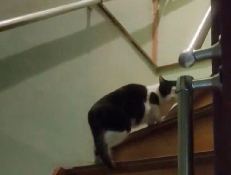 お風呂から上がると、なぜか家の中に「見知らぬにゃんこ」!?猫アレルギーの家主が優しく声をかける動画に8.2万件のいいね