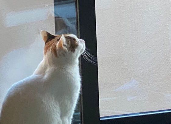 自宅に来た職人さんがひとりごと!?と思いきや、にゃんこに作業内容を説明してくれていた！10万人がほっこりした写真に注目