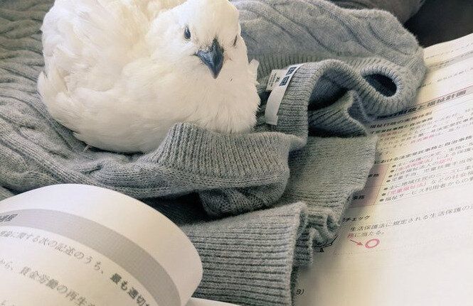 国家試験の勉強中にあらわれた愛鳥、「見張っている」と思いきや5分で寝落ちして飼い主の眠気を誘う