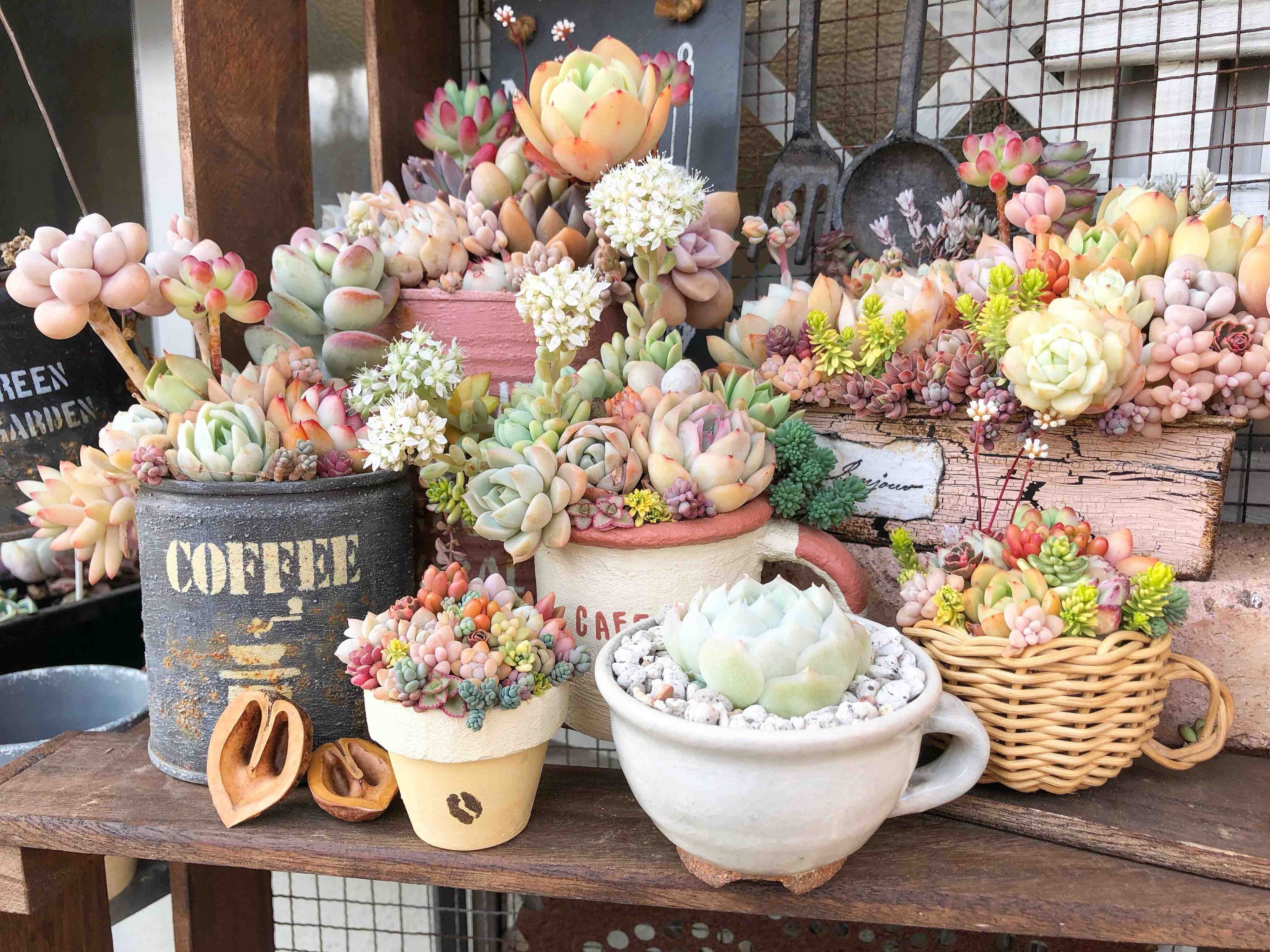 多肉植物 初心者 選び方