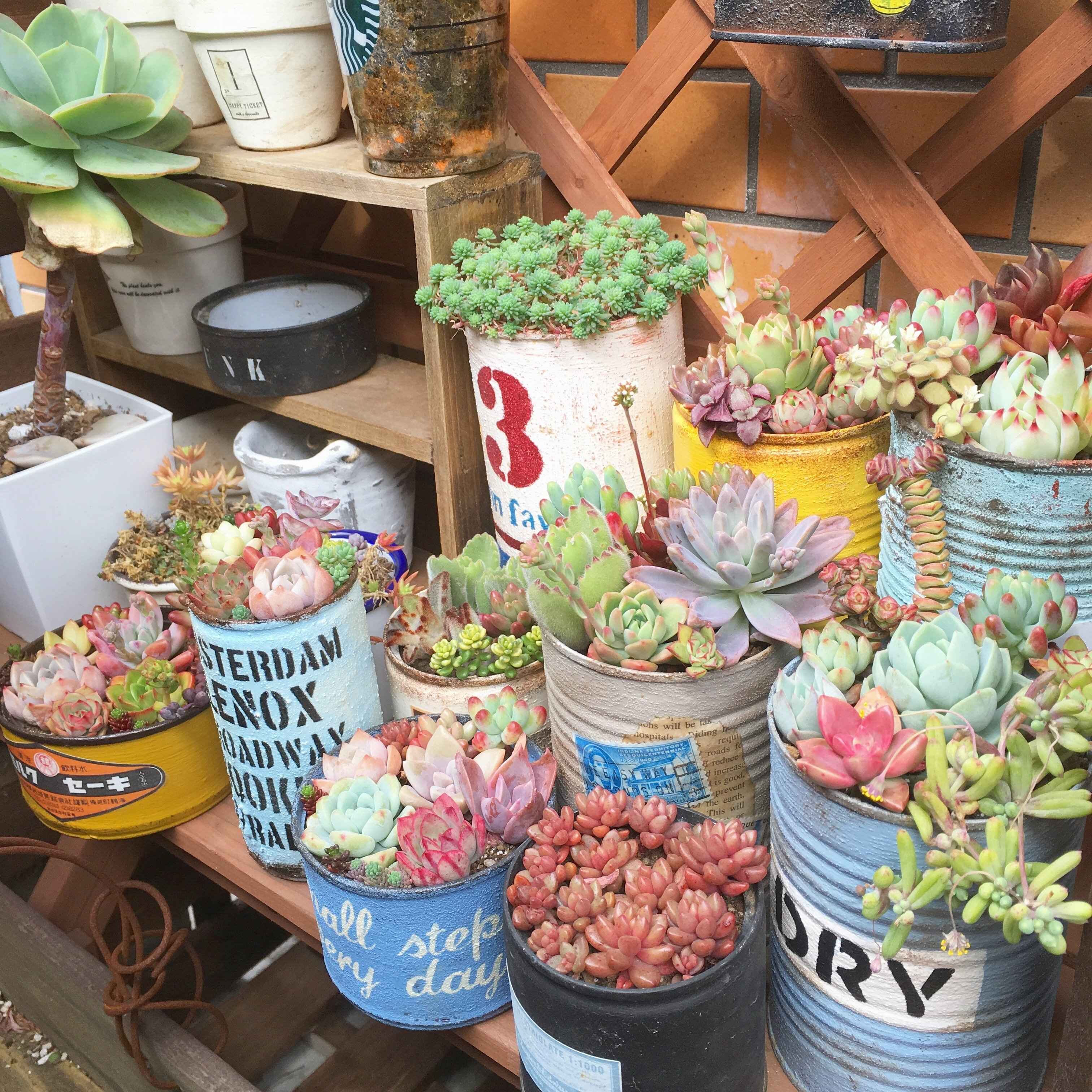 多肉植物 初心者 魅力