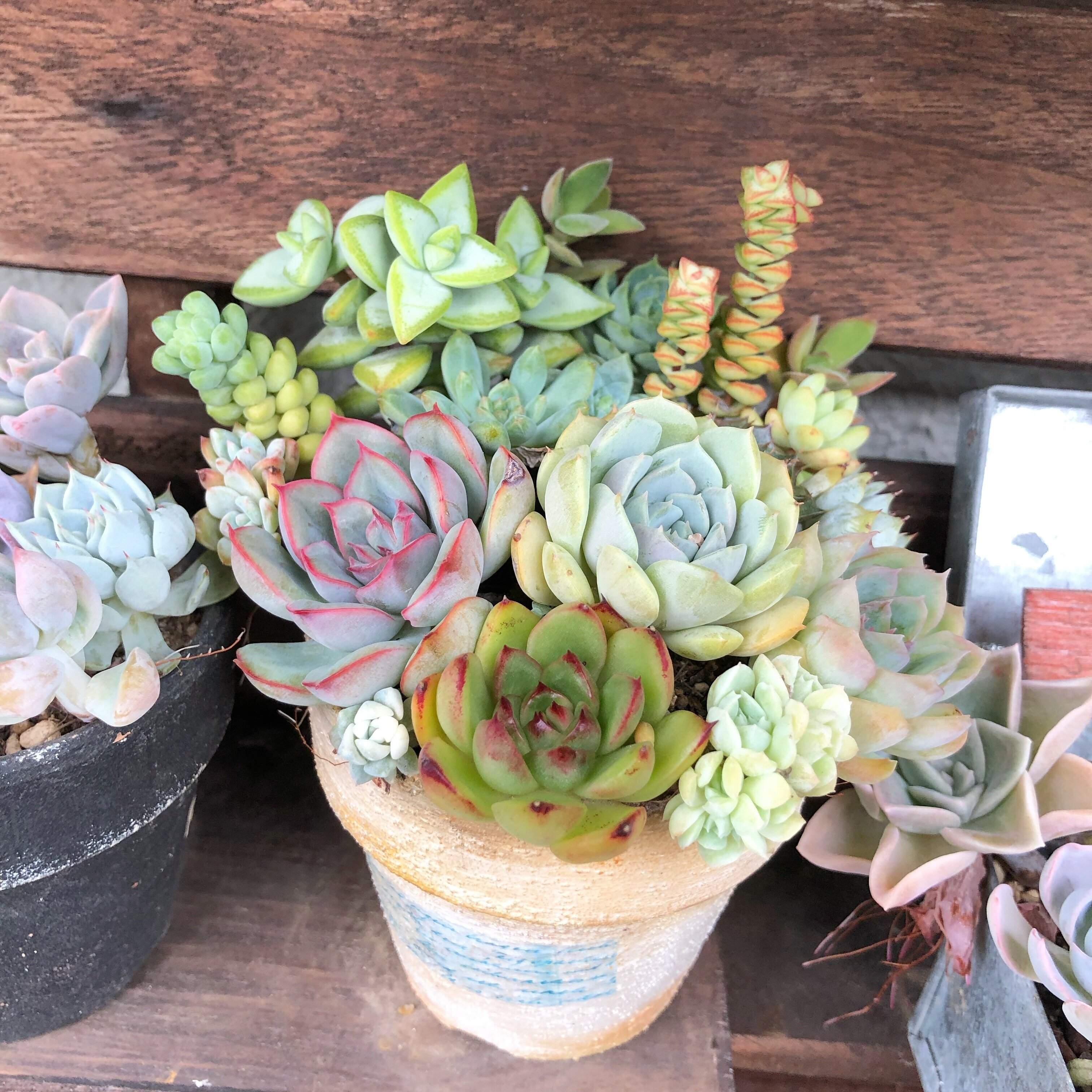 多肉植物 寄せ植え 初心者