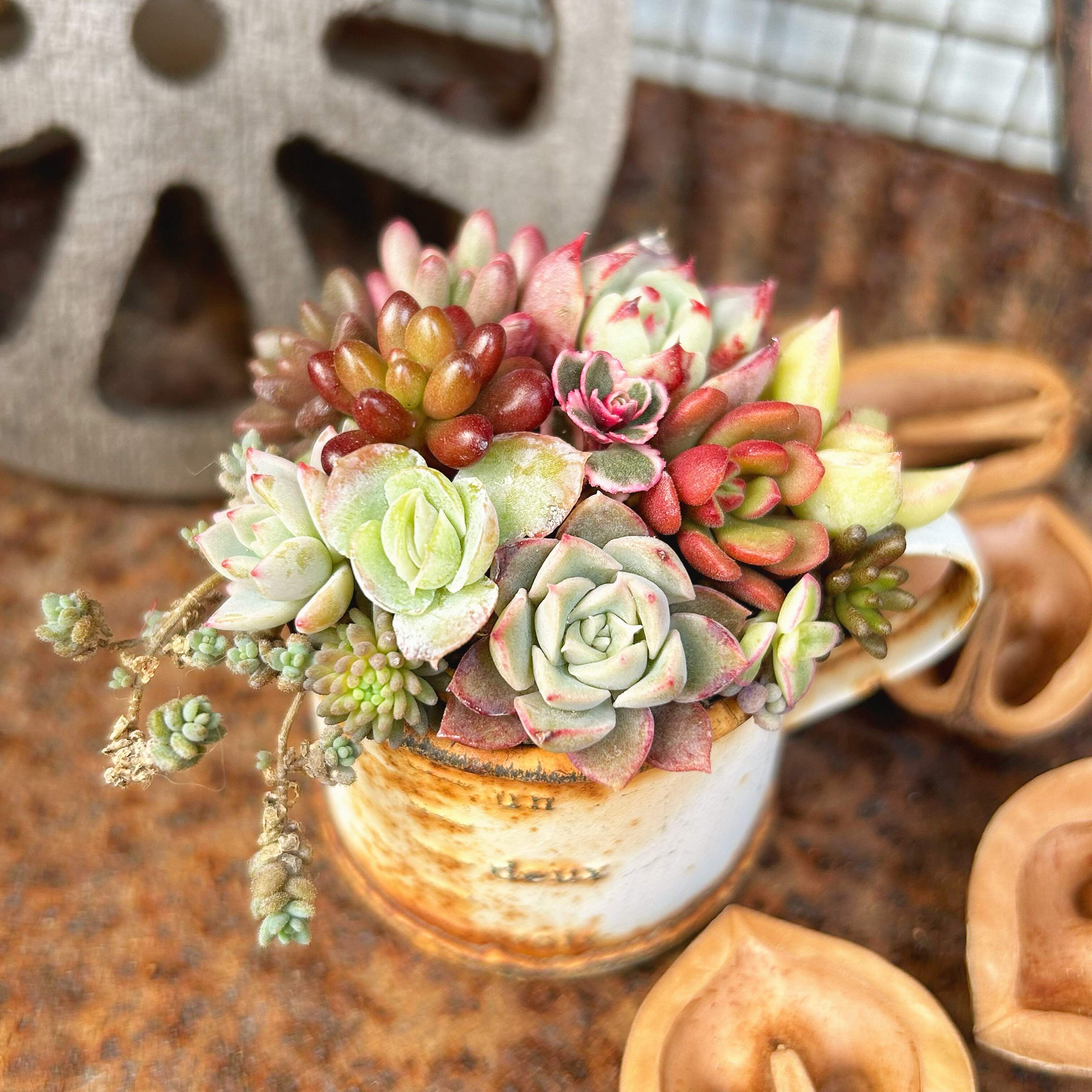 多肉植物 寄せ植え 初心者