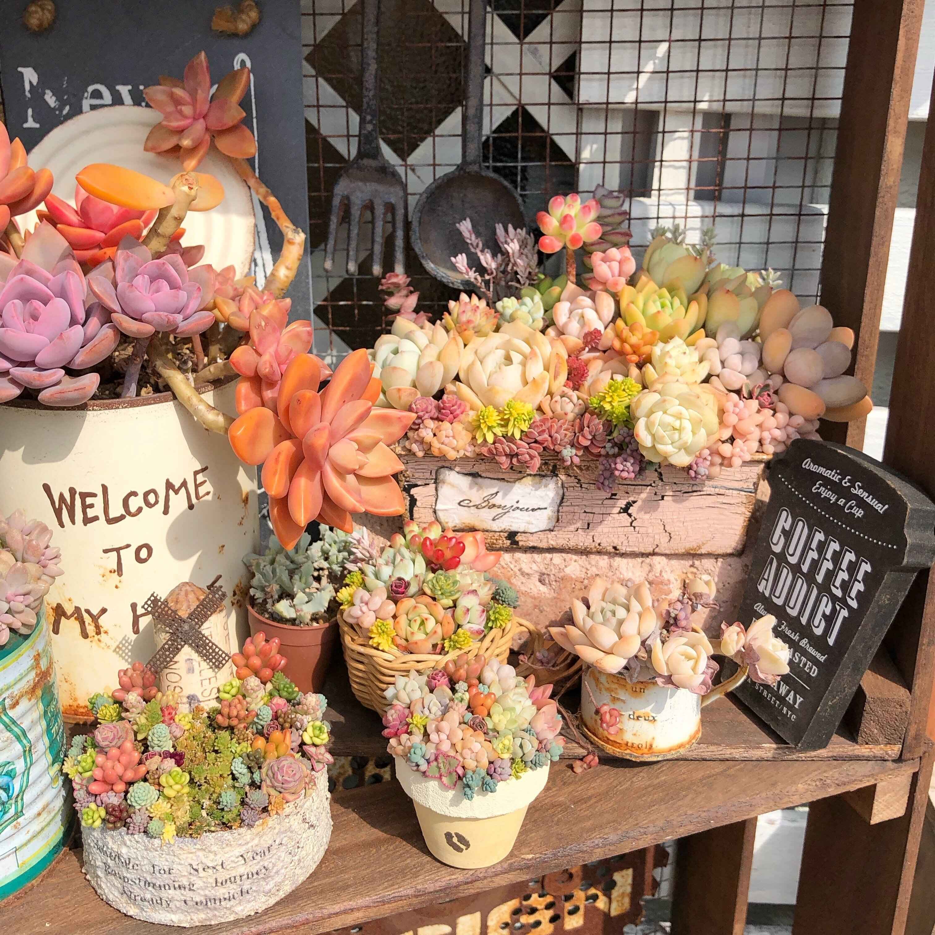 多肉植物 寄せ植え 初心者