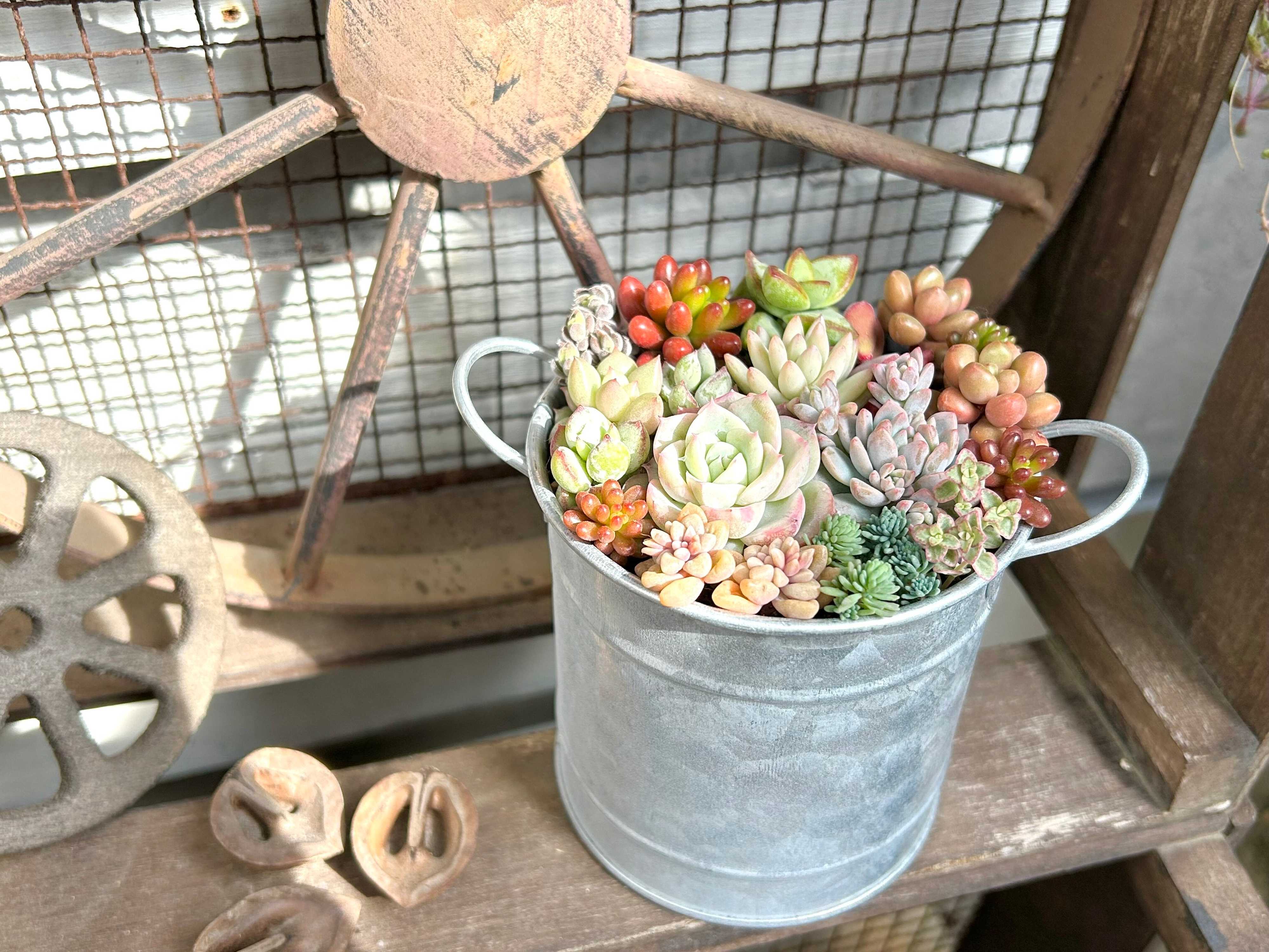 多肉植物 寄せ植え 初心者