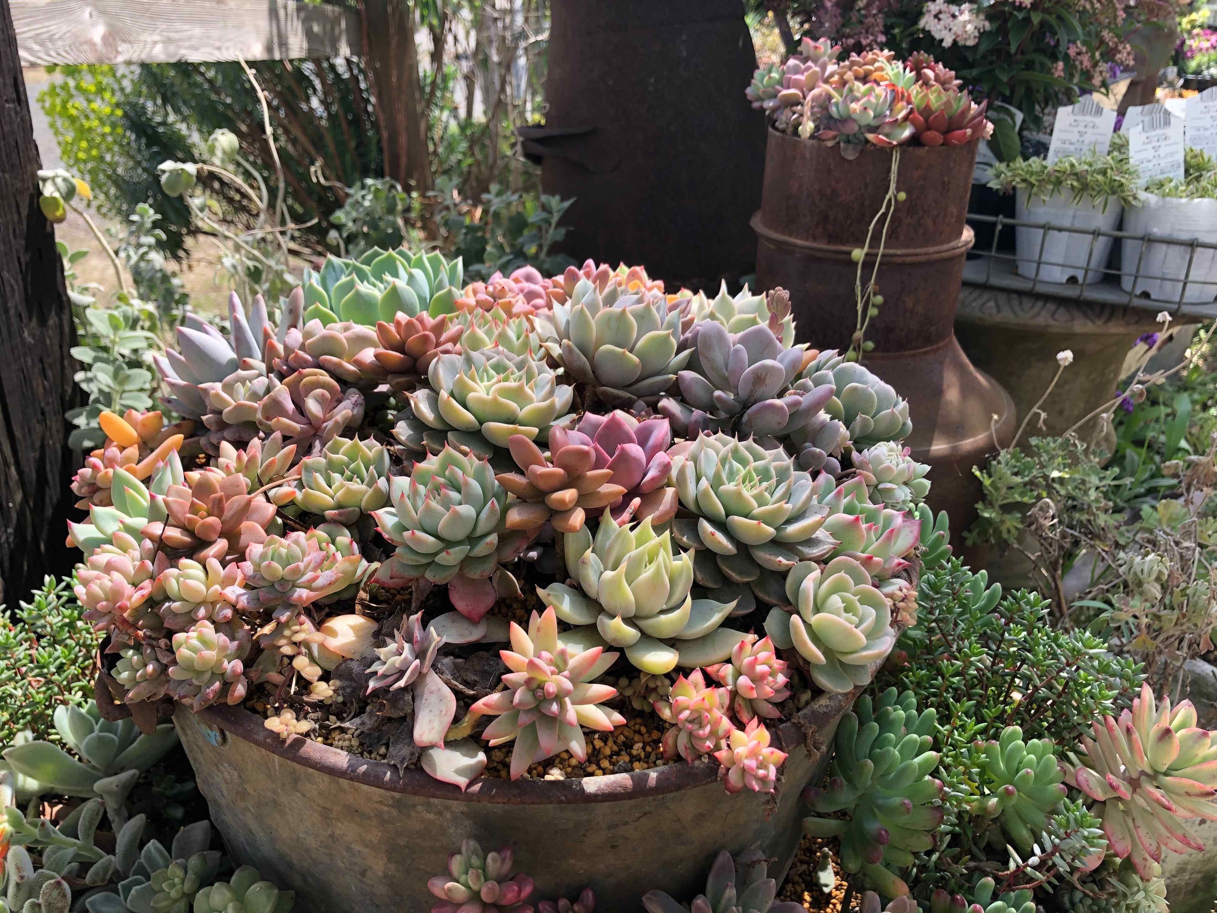 多肉植物 初心者 選び方