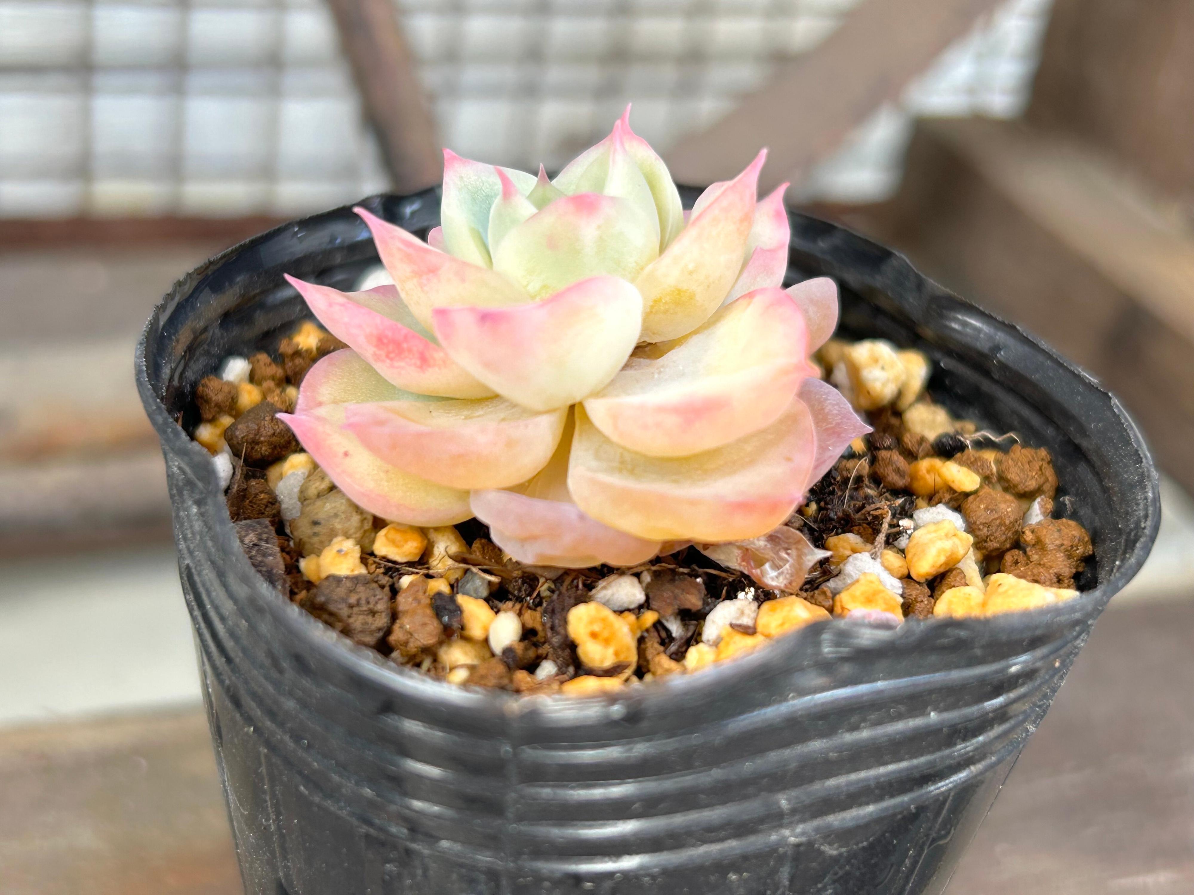 多肉植物 初心者 選び方