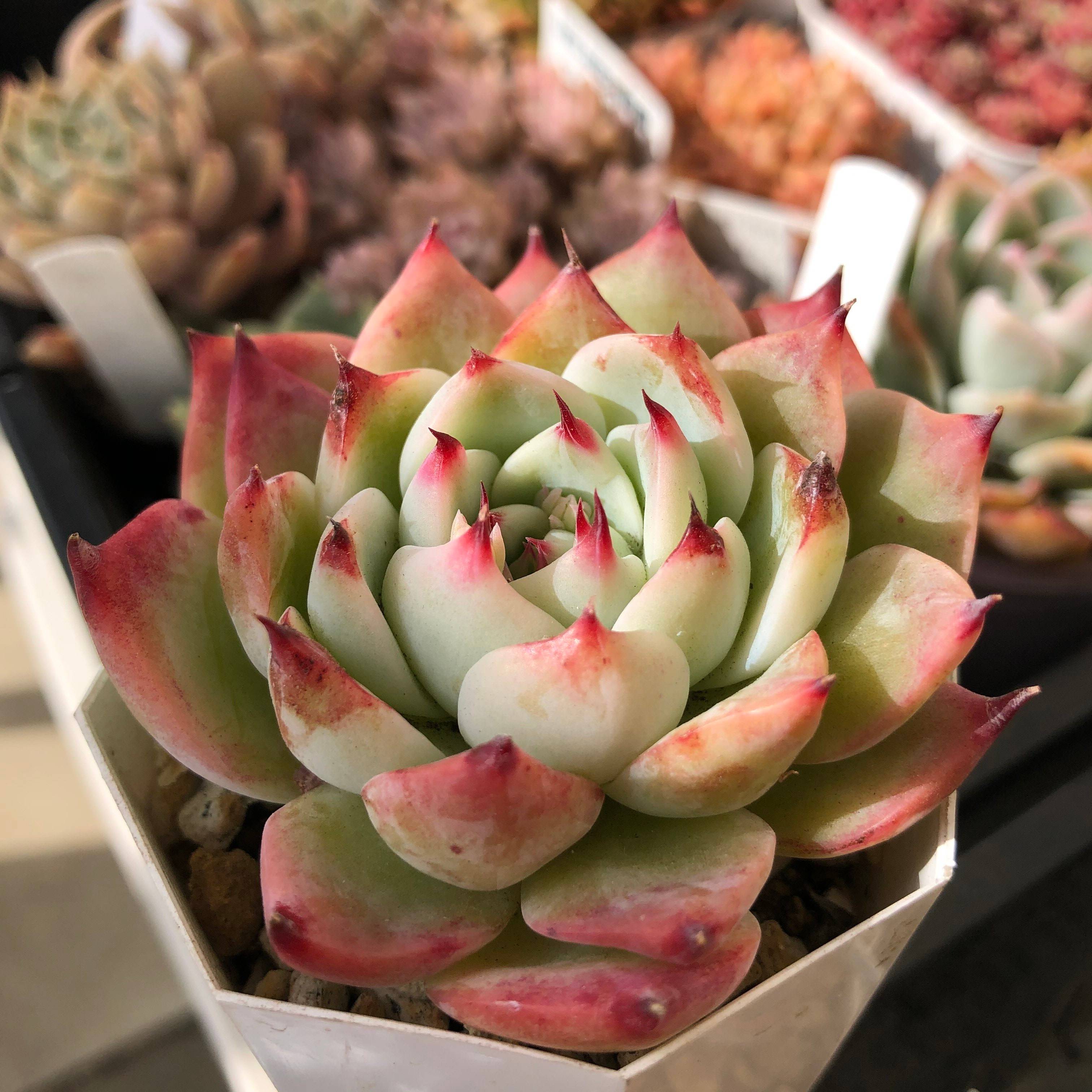 多肉植物 初心者 育て方