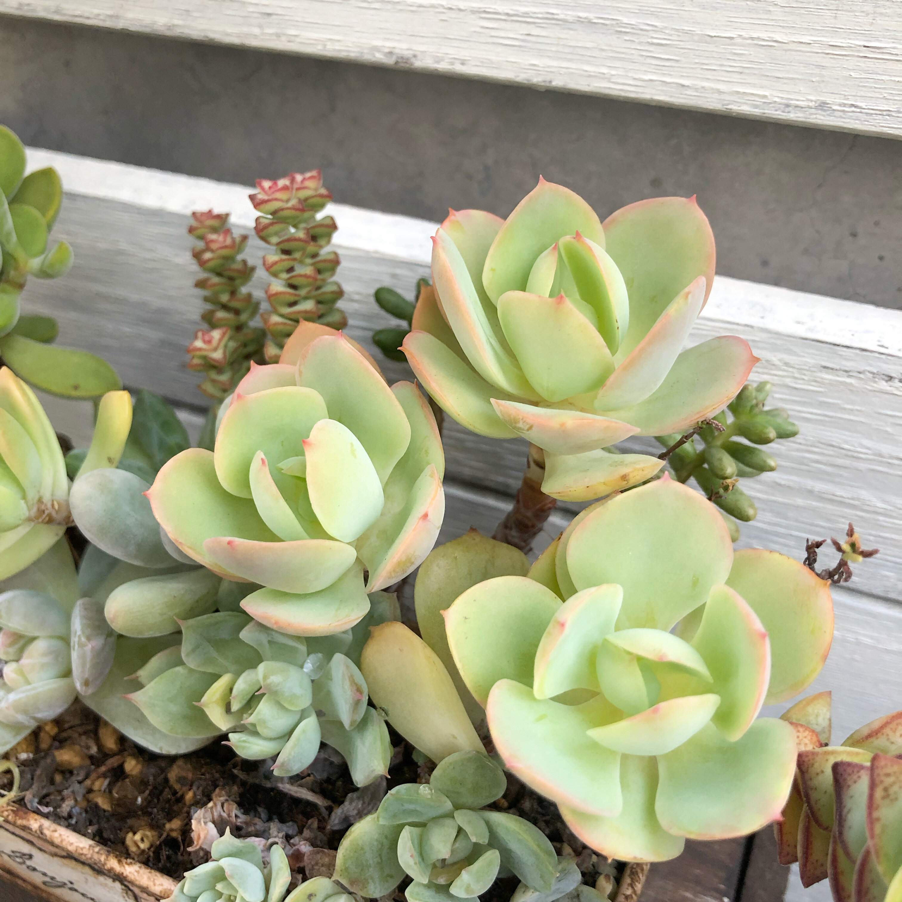 多肉植物 初心者 育て方