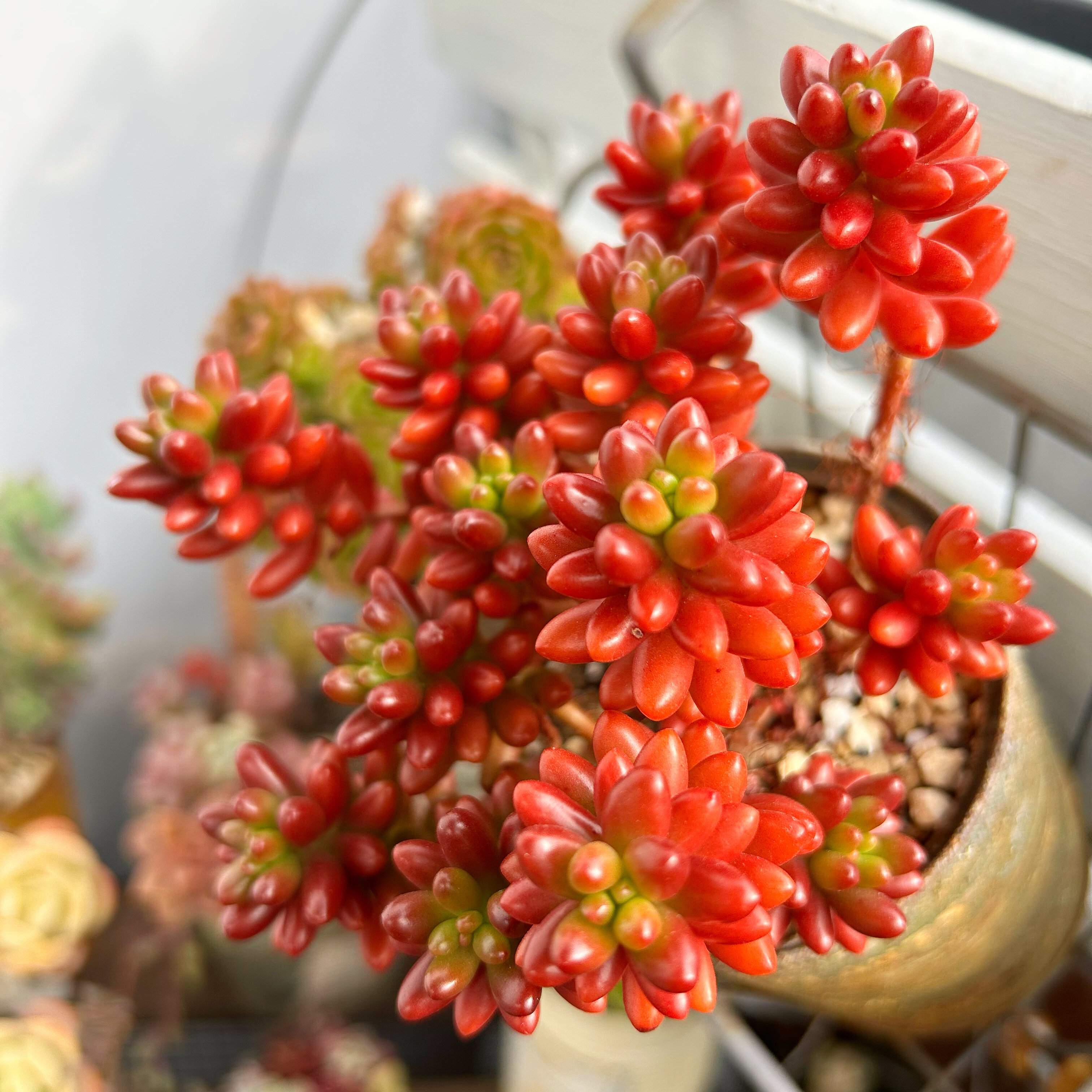 多肉植物 初心者 選び方 虹の玉