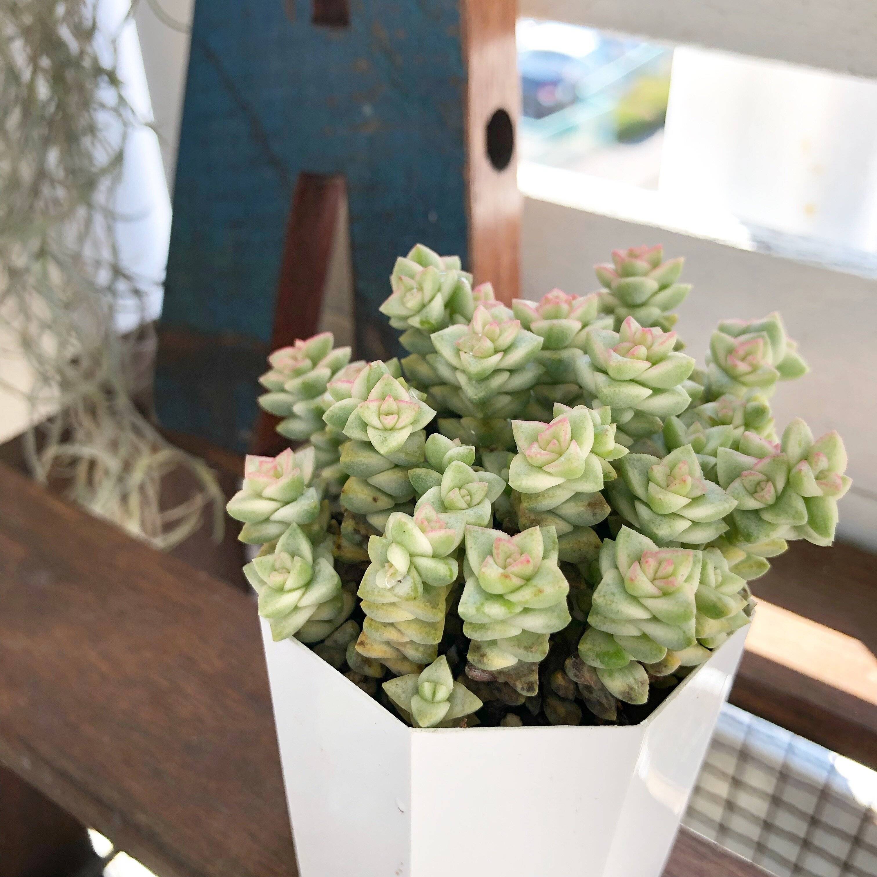 多肉植物 初心者 選び方