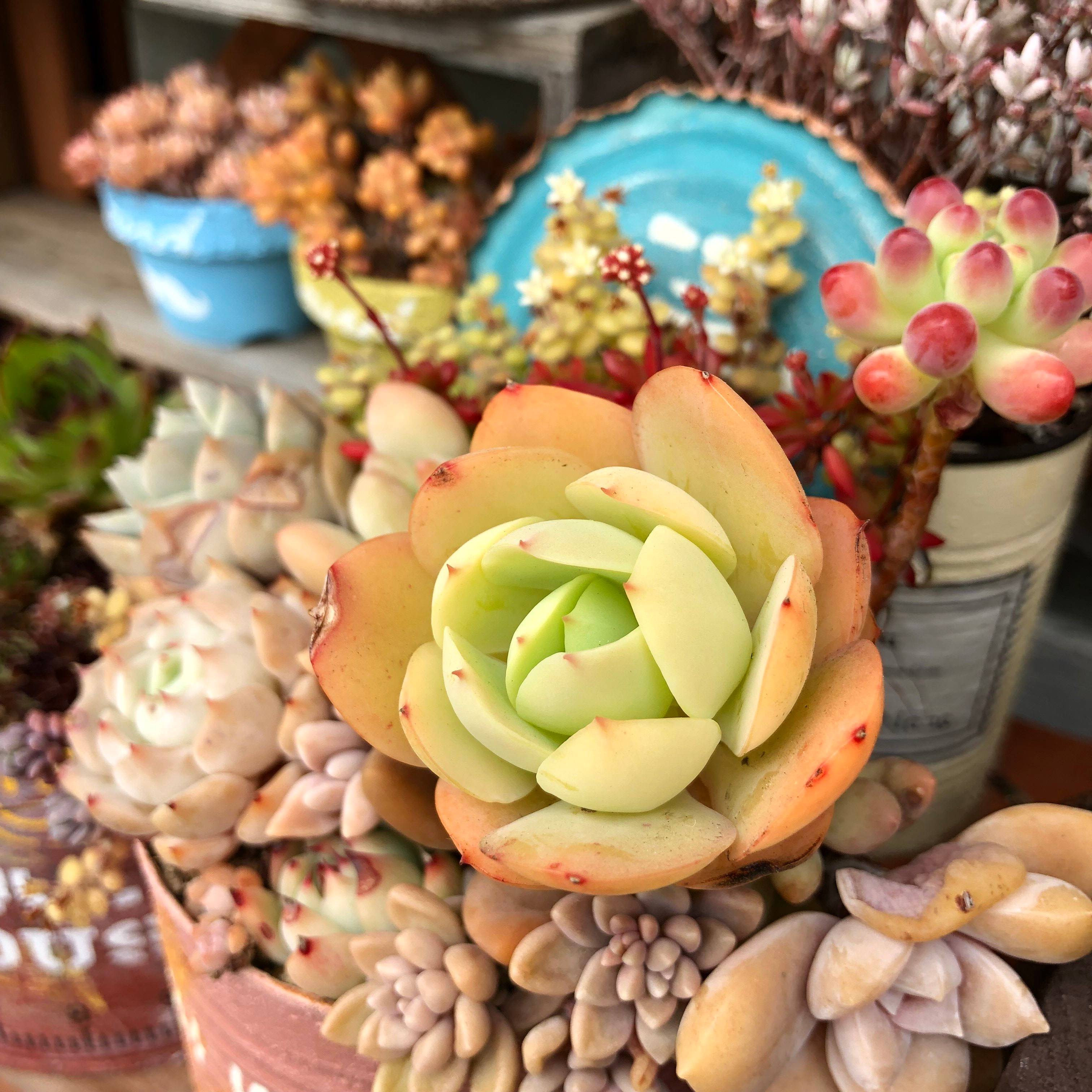 多肉植物 初心者 おすすめ