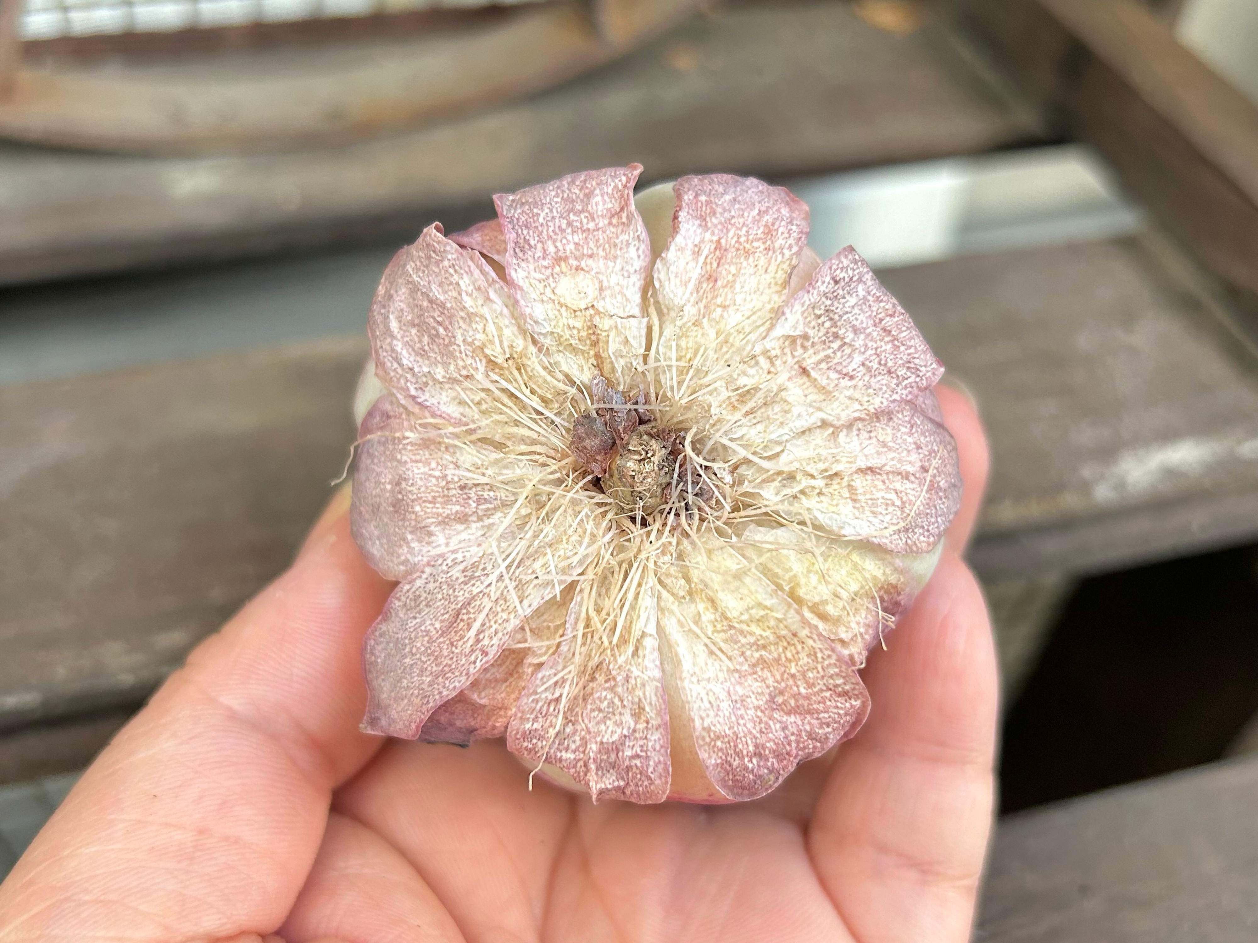 多肉植物　初心者　韓国苗