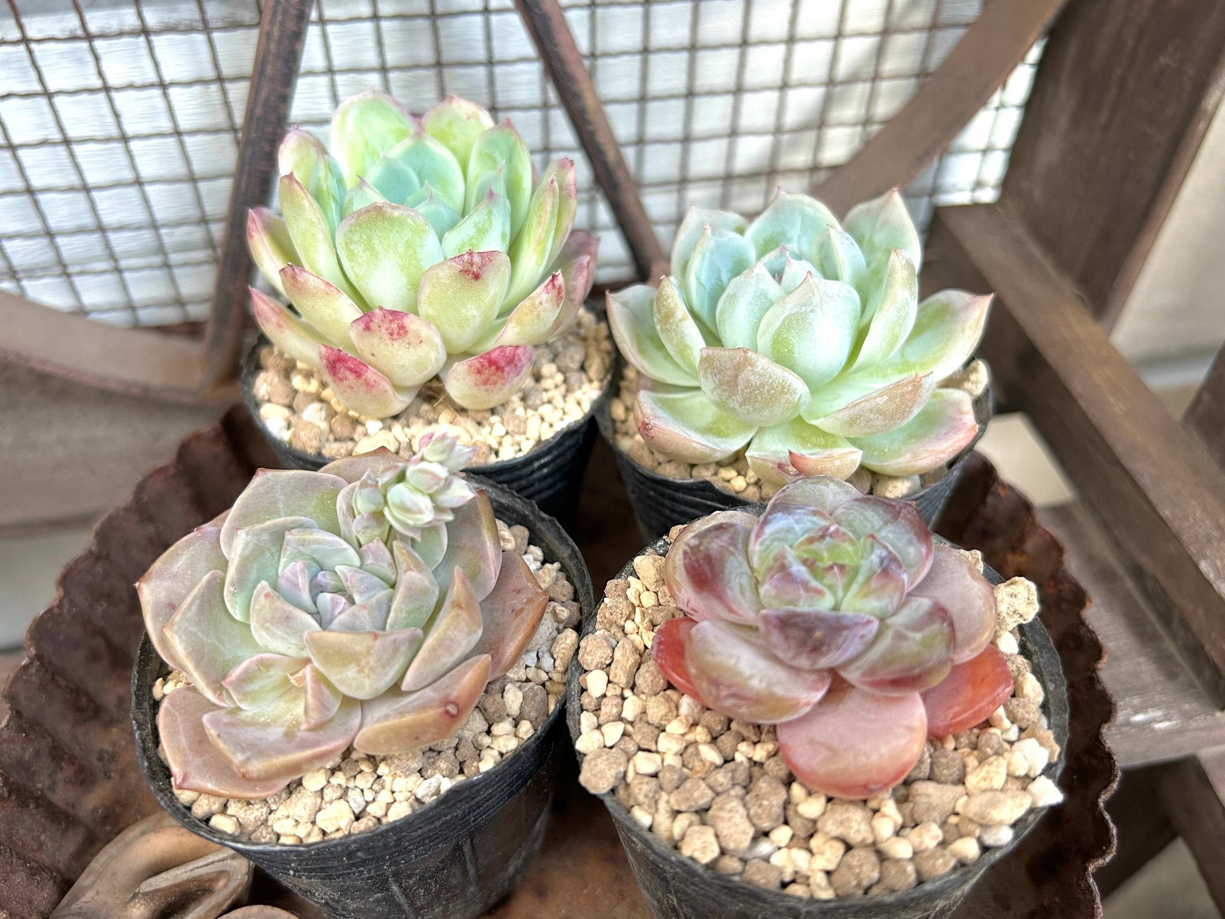 多肉植物　初心者　韓国苗