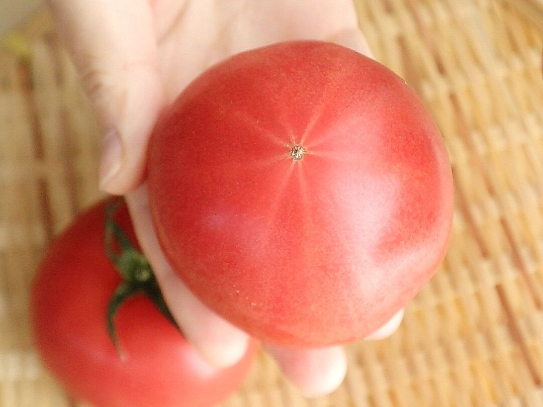 スターマークがある