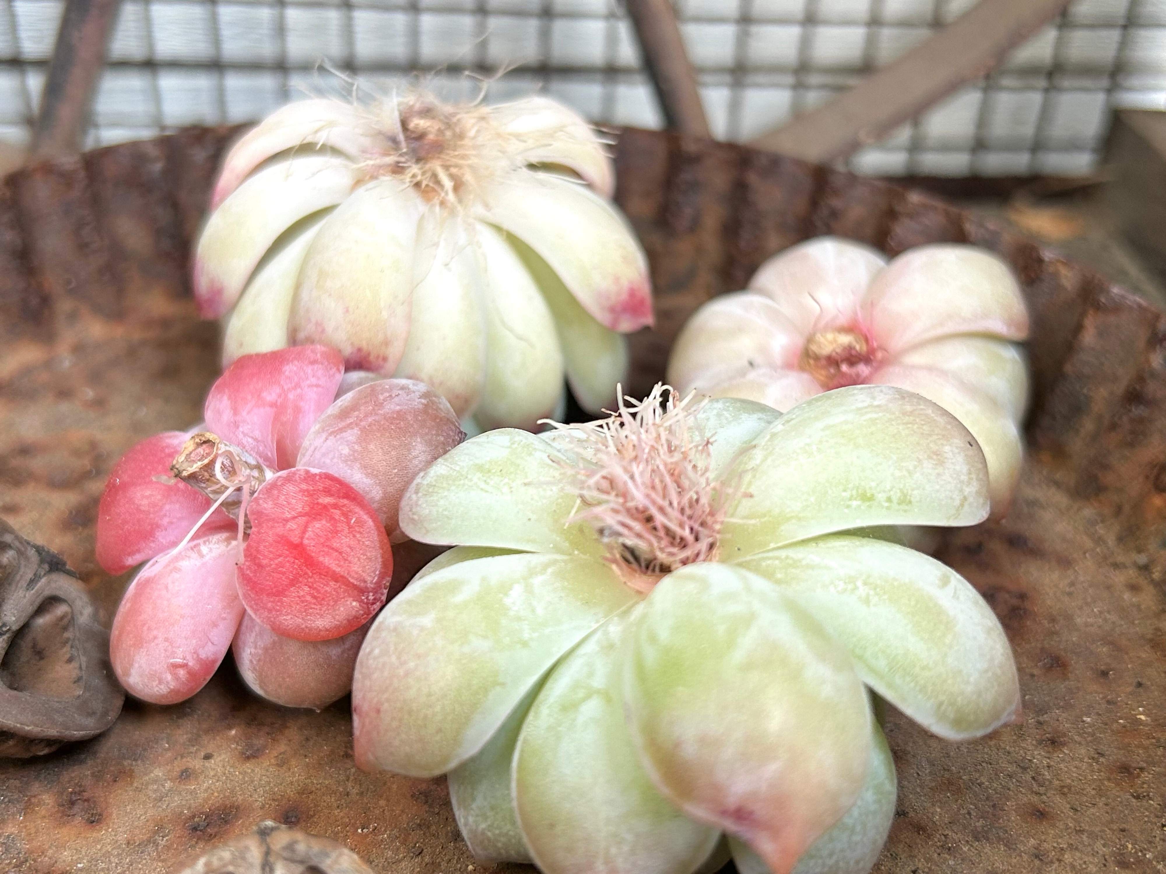 多肉植物　初心者　韓国苗