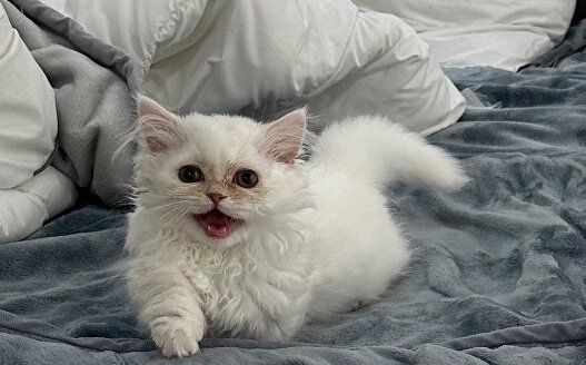 猫用ベッドを用意してもらったのに、飼い主のベッドを占拠するにゃんこ！なにか訴えているのは「そっちで寝ろ」or「いっしょに寝て」!?