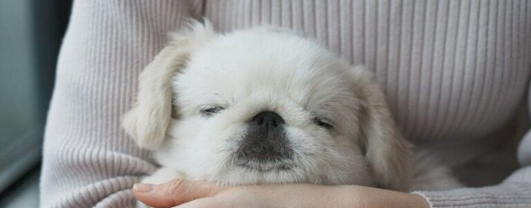 生まれて初めて犬が入れるカフェに入店！「実家でくつろぐような安心感」で爆睡する姿に2.6万人の「いいね」が集まる