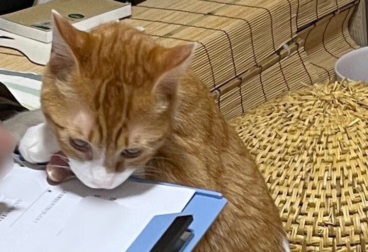 猫好きにはたまらない、にゃんこたちがスリスリ寄ってくる整体院！「猫が邪魔でしたら、どかします」という飼い主に、「もっと邪魔して」の要望も