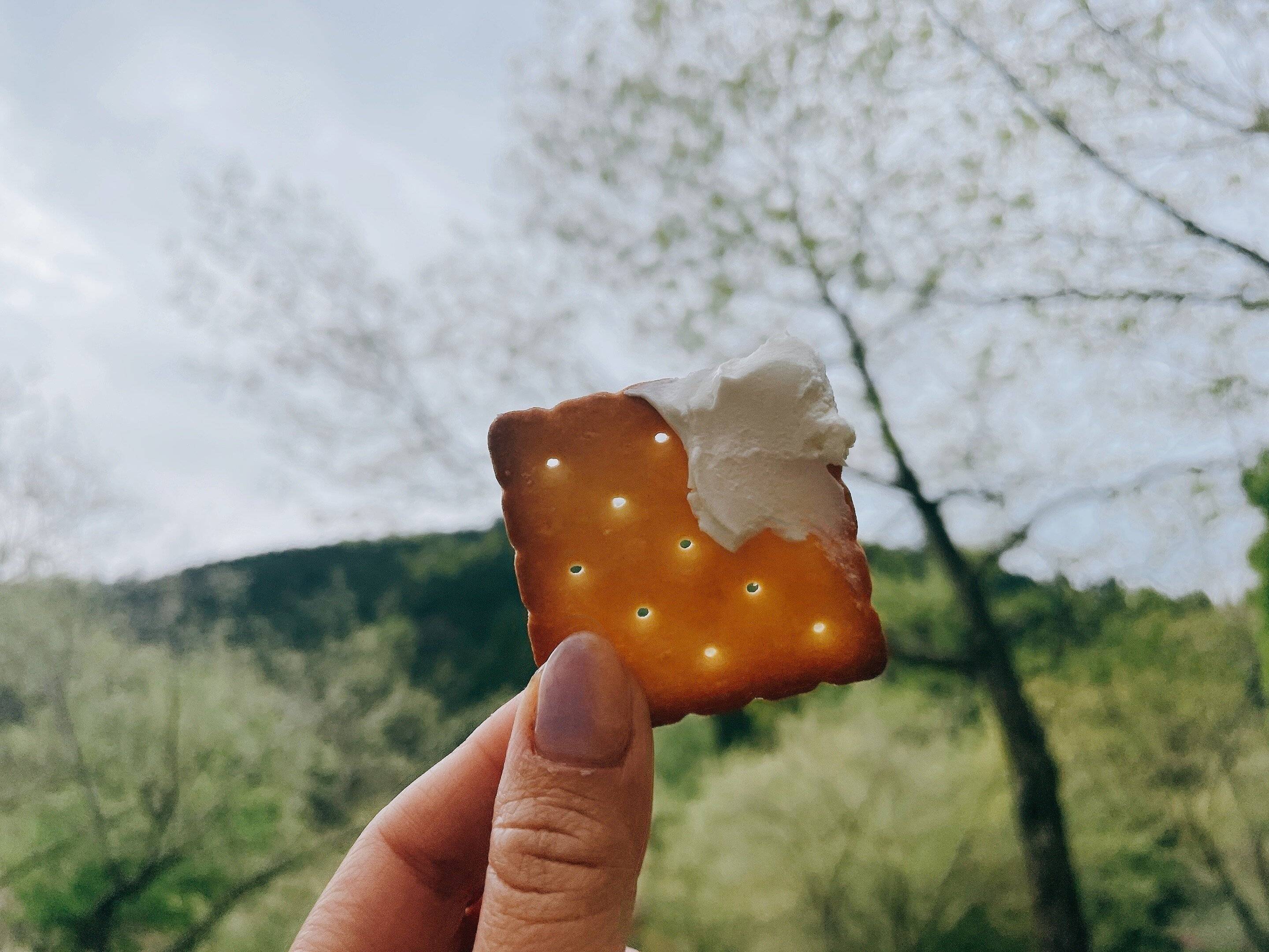 フォレストクラッカー