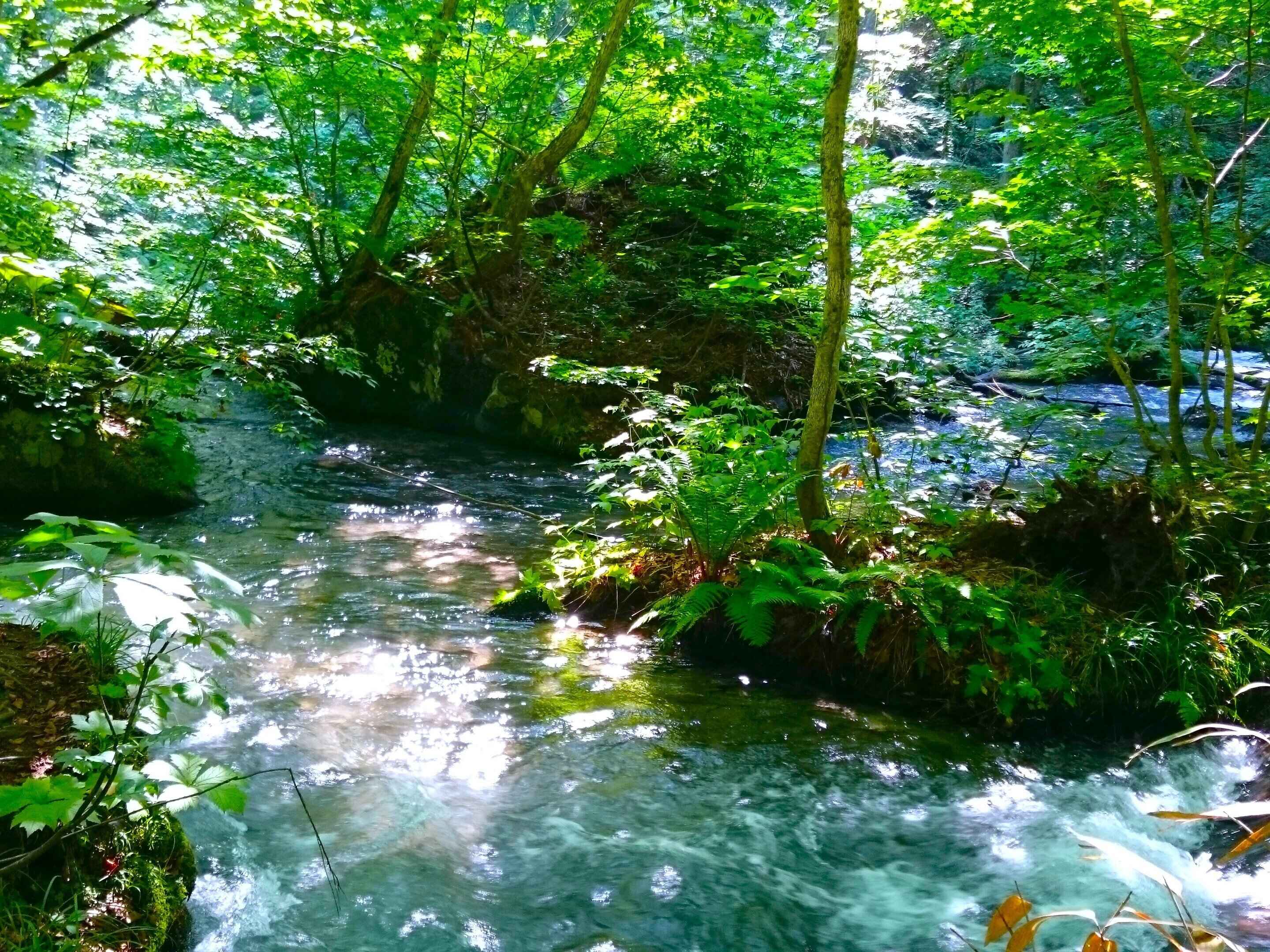 奥入瀬渓流