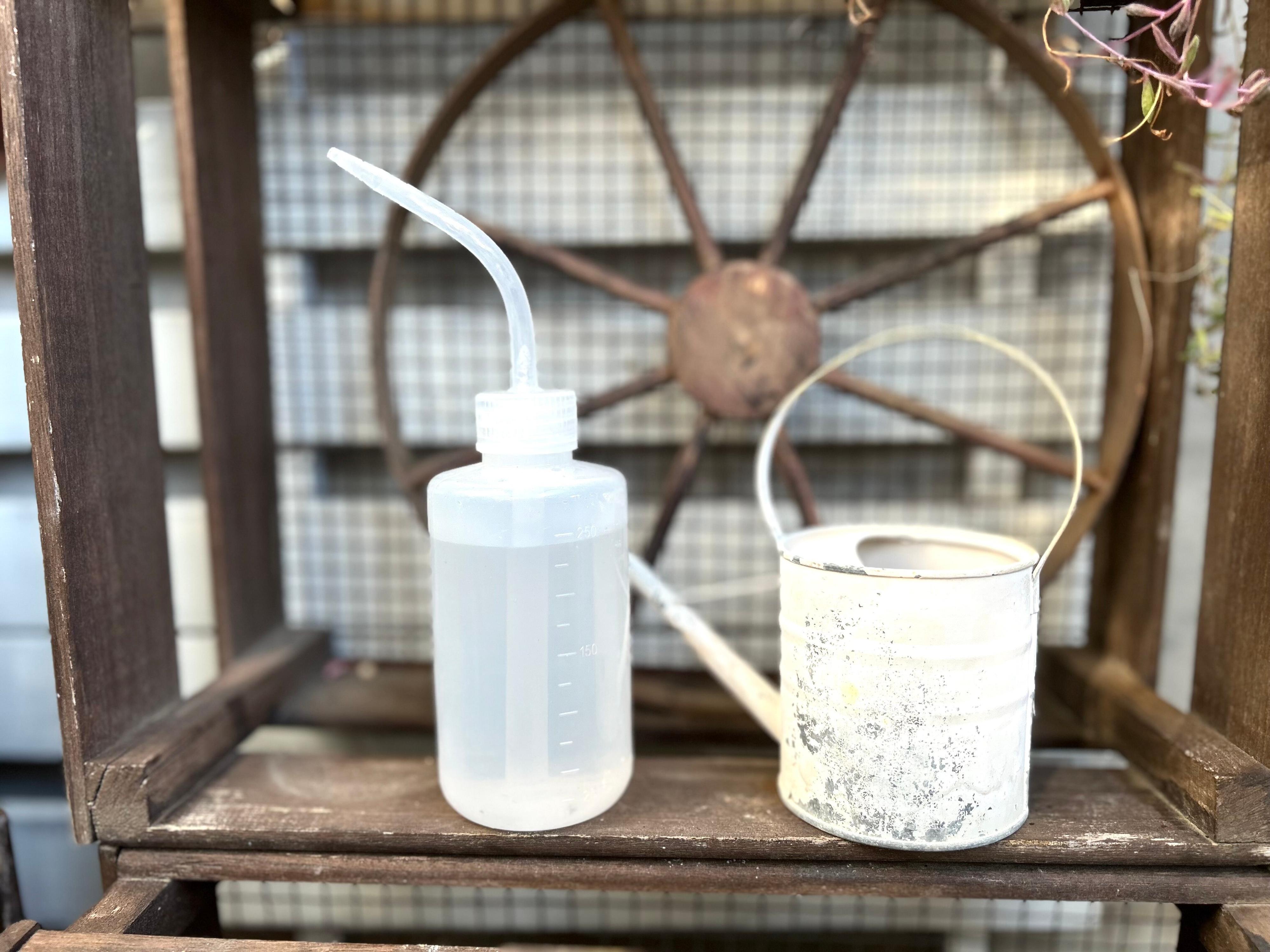 多肉植物　初心者　夏越し　コツ