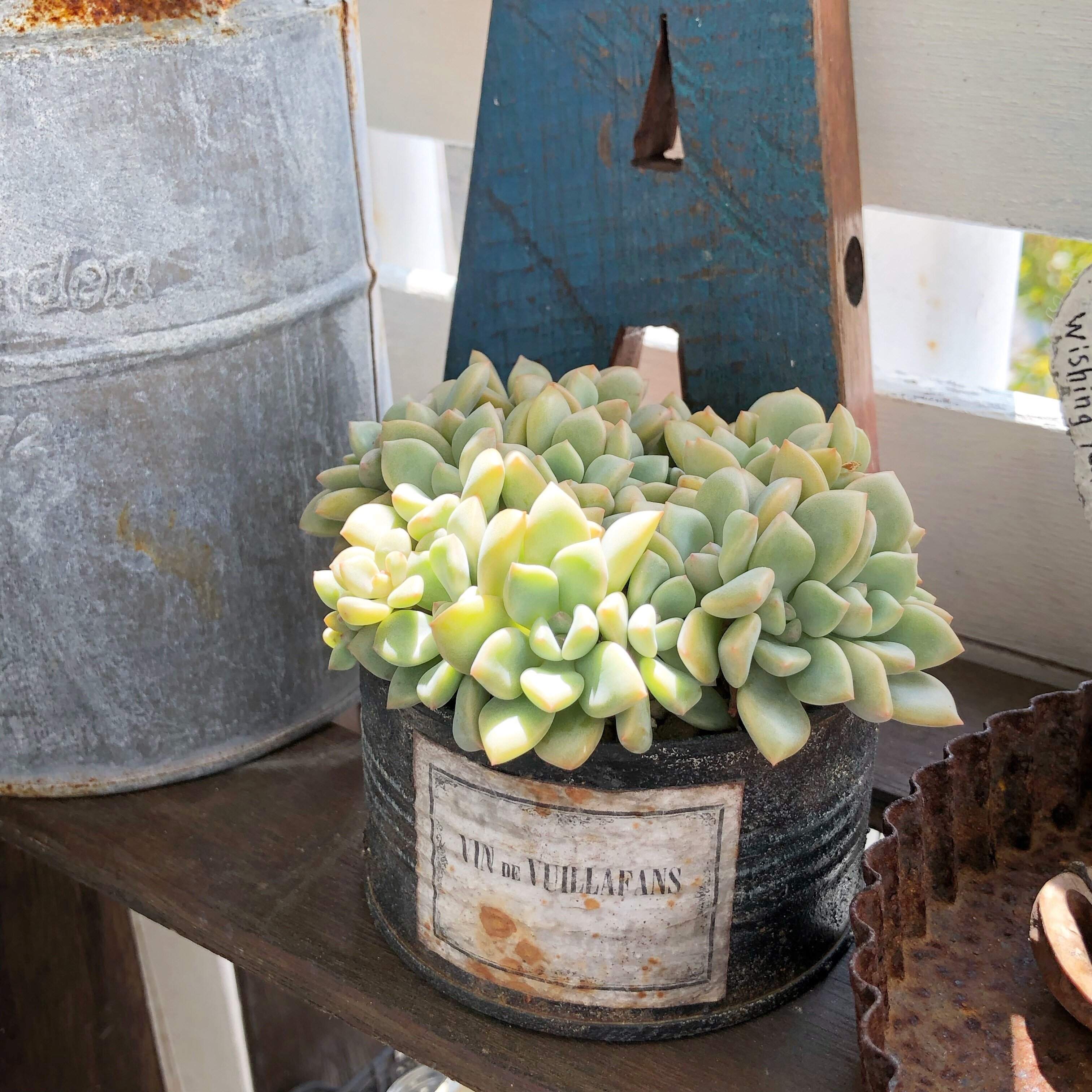 多肉植物 夏 寄せ植え しない理由