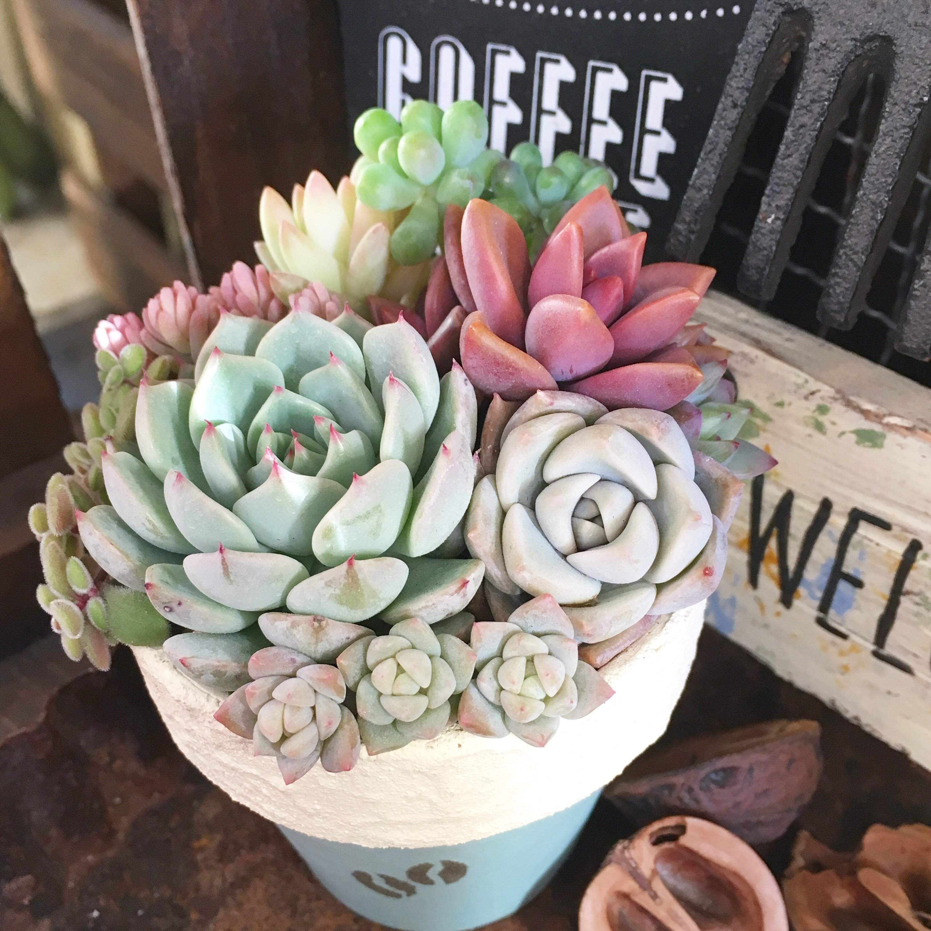 多肉植物　夏　寄せ植え　しない理由