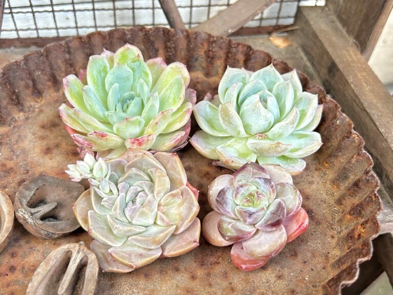 【多肉植物】多肉も韓流！コロンと丸いフォルムがかわいい「韓国苗」の秘密