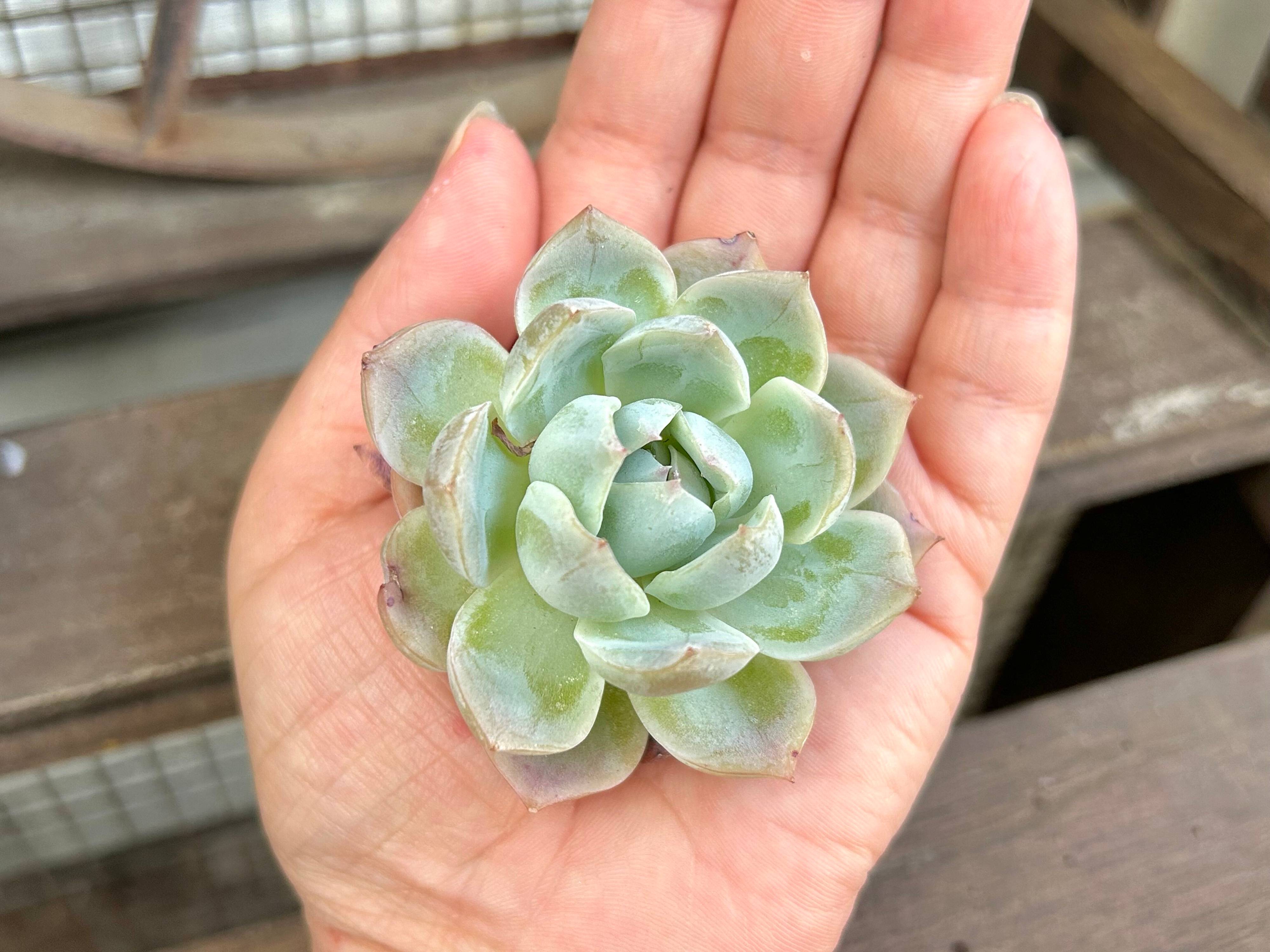 多肉植物 初心者 韓国苗