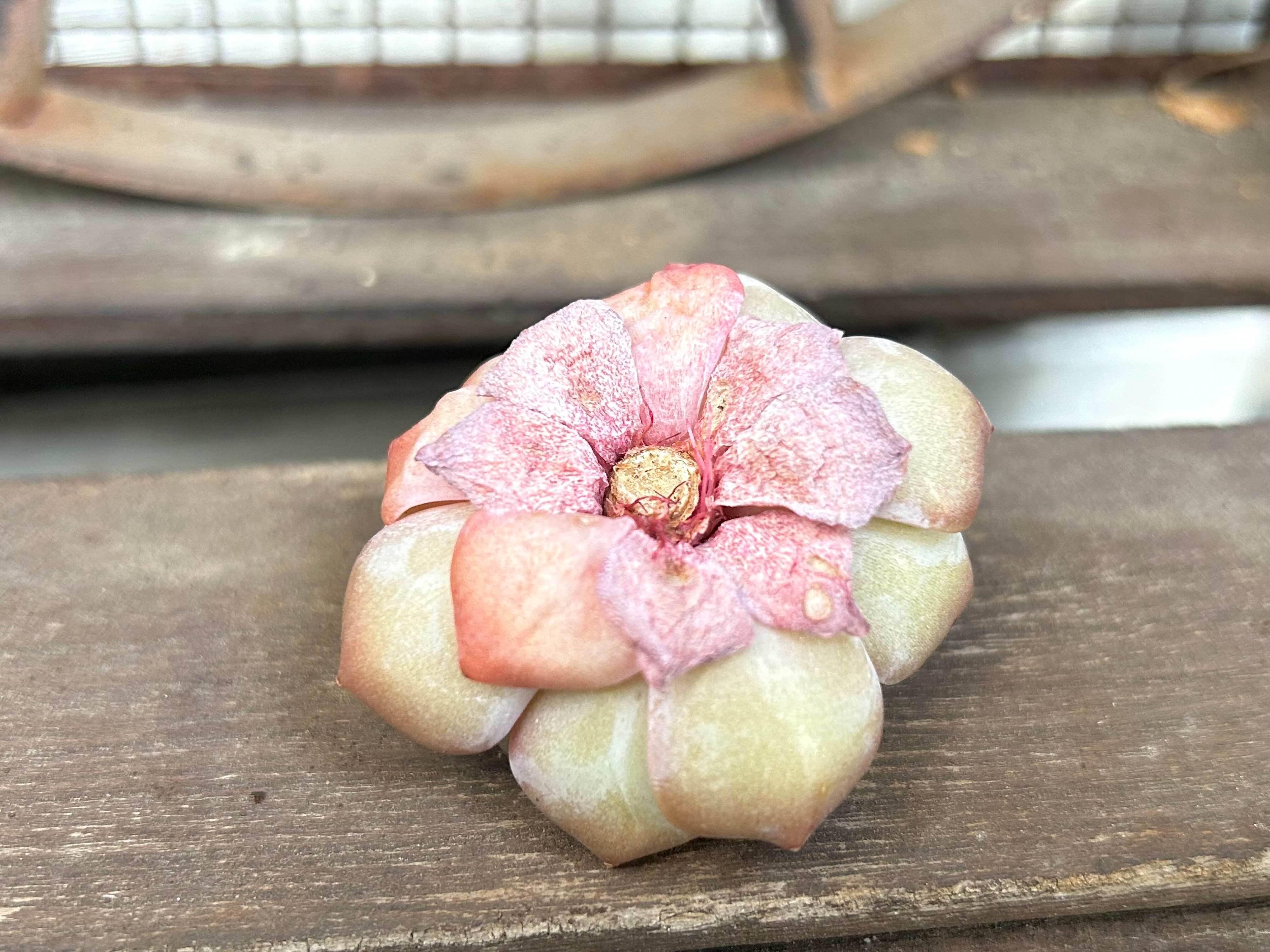 多肉植物 初心者 韓国苗