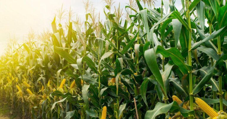 とうもろこしの捨てればゴミな部分で簡単薬膳茶