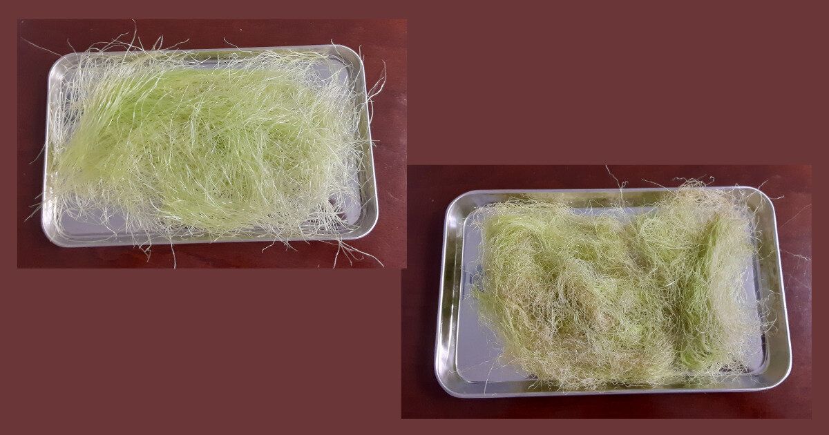 とうもろこしヒゲ茶