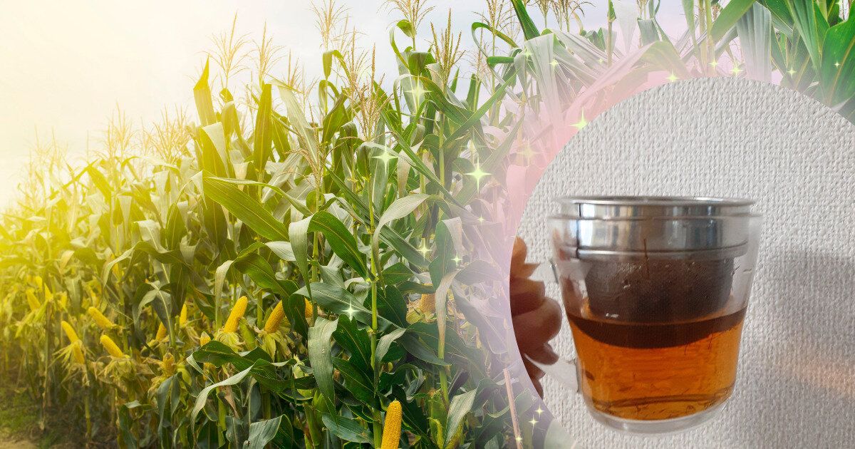 とうもろこしひげ茶