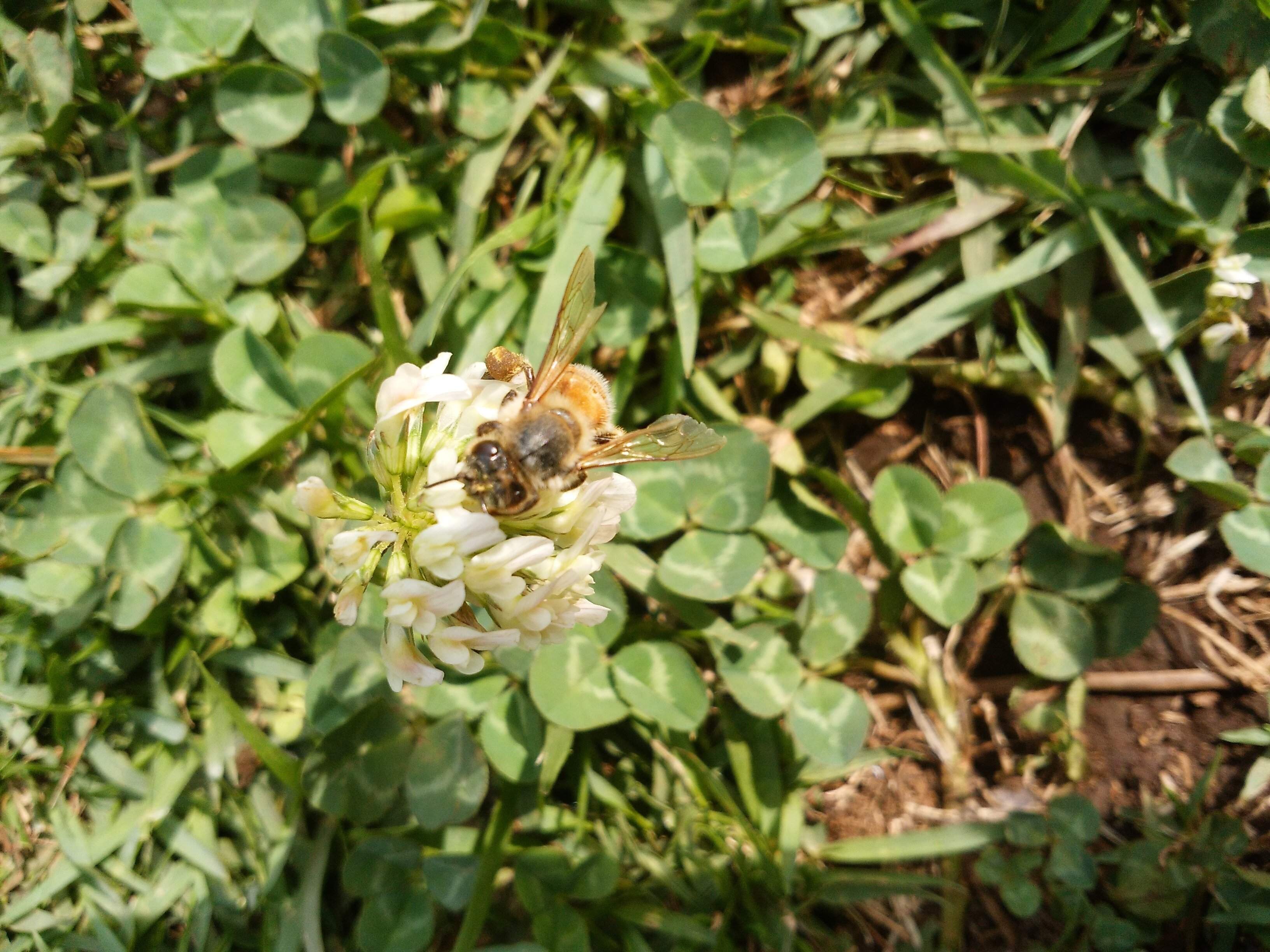 ミツバチの減少