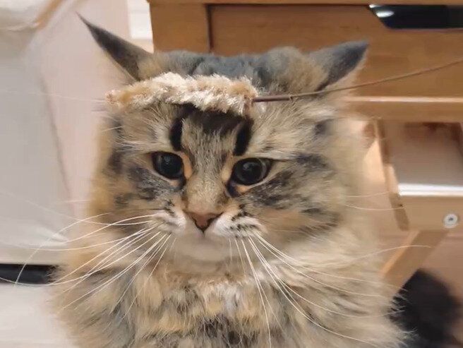 「まるで思考が停止したみたい」頭の上に猫じゃらしが乗った途端、固まる猫の表情に3.1万人の「いいね」が集まる