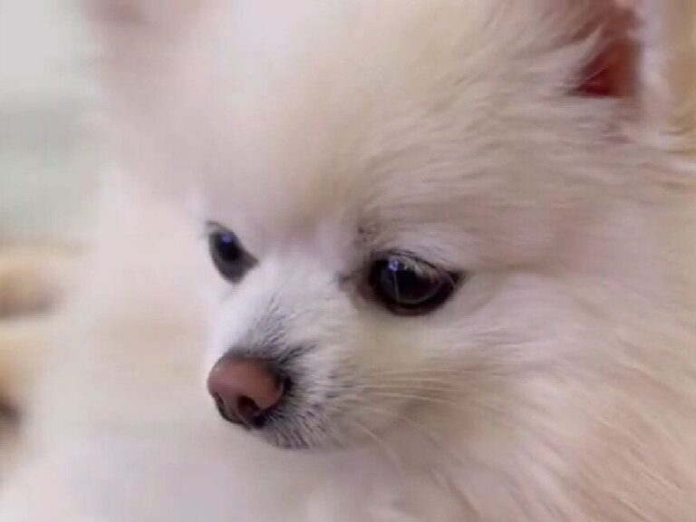 どっちだゲームで自信満々のワンコ。まさかのハズレで固まる姿に「どんだけショックやったんや」