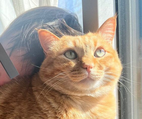 「どうやって抜け出そう？」窓際に座っていたら次男に抱え込まれた猫！逃げない姿に子どもへの優しさを感じる