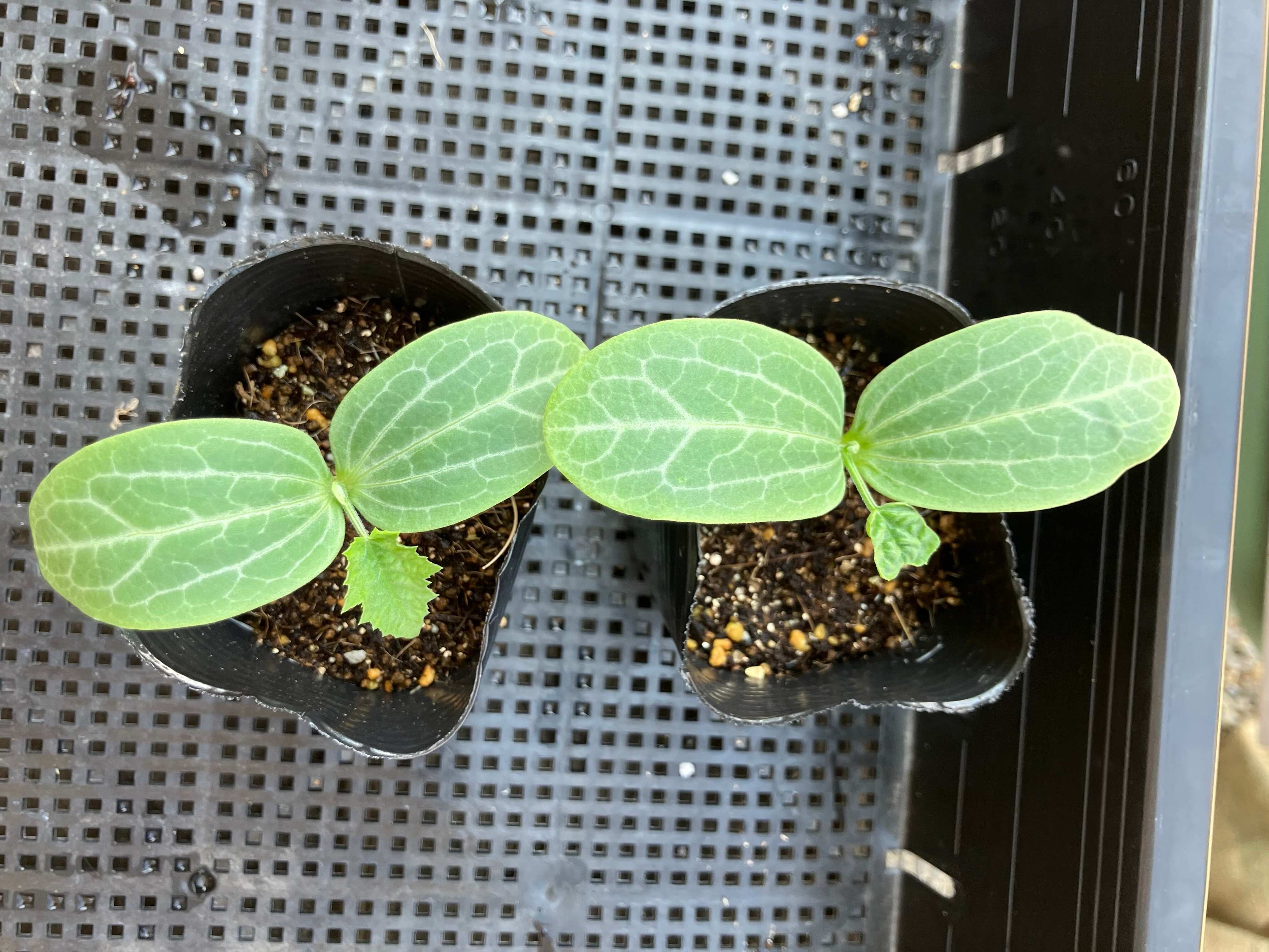 わたしにやさしい